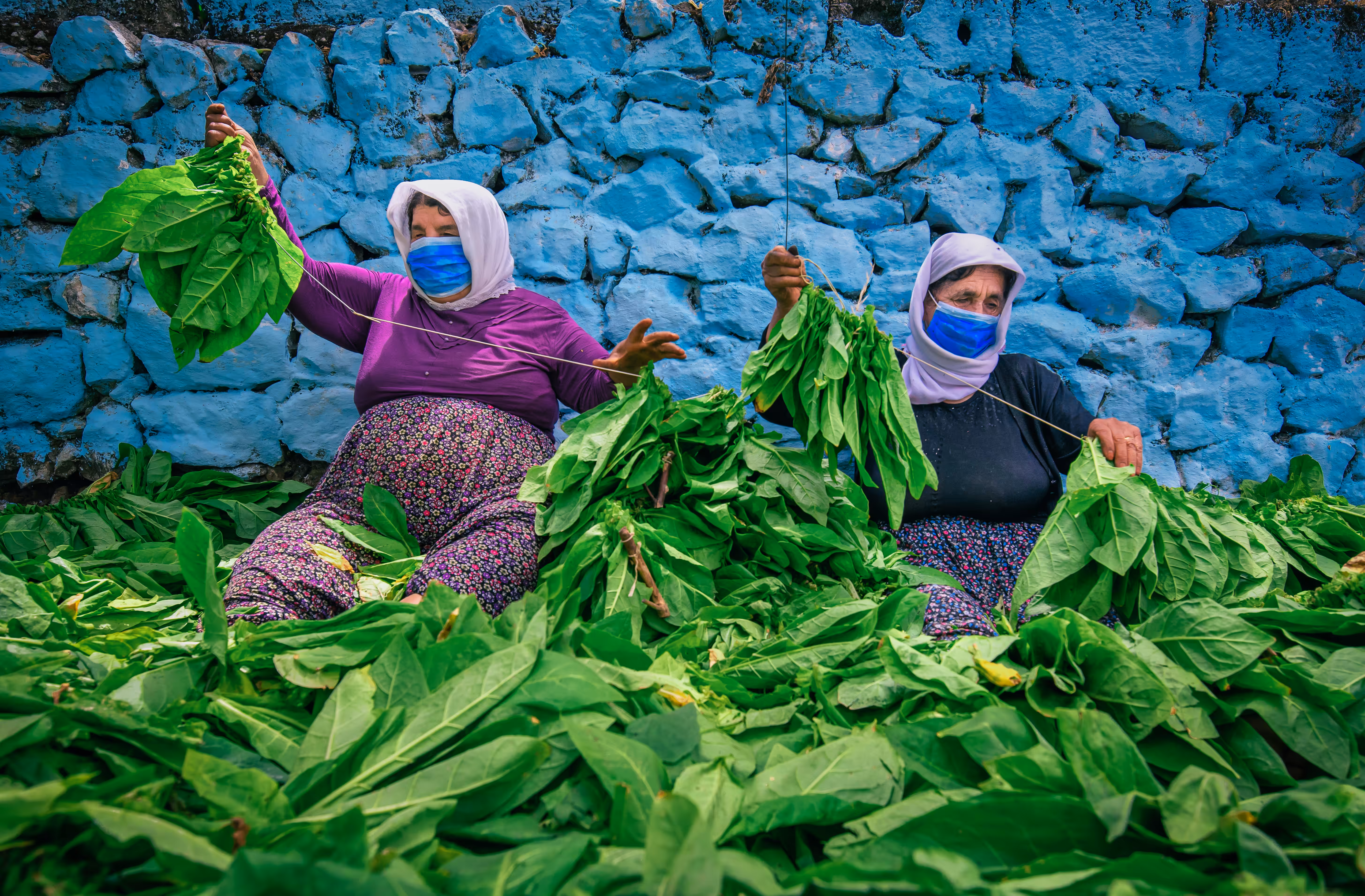 Tobacco Harvest