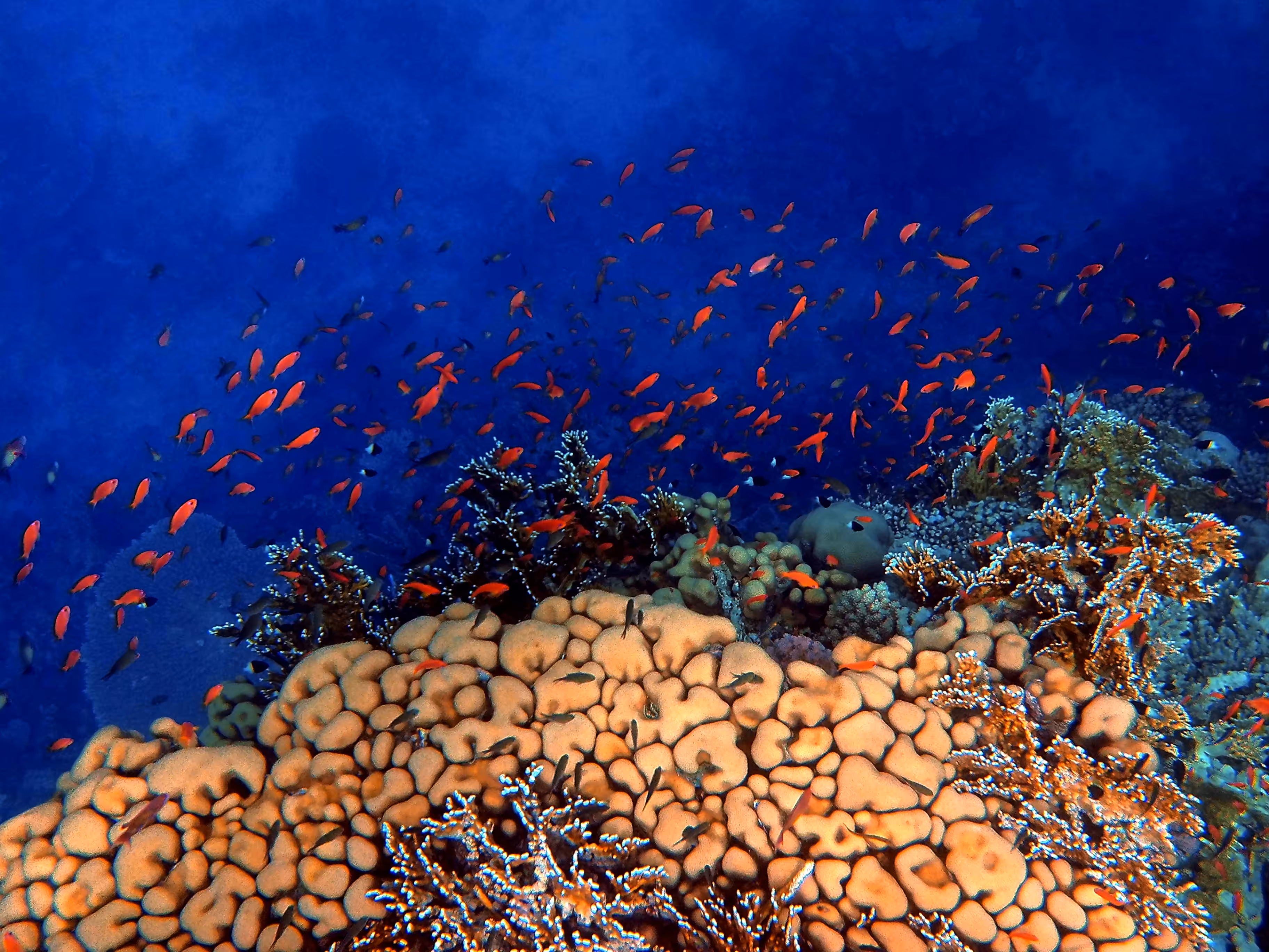 Ocean's Mosaic