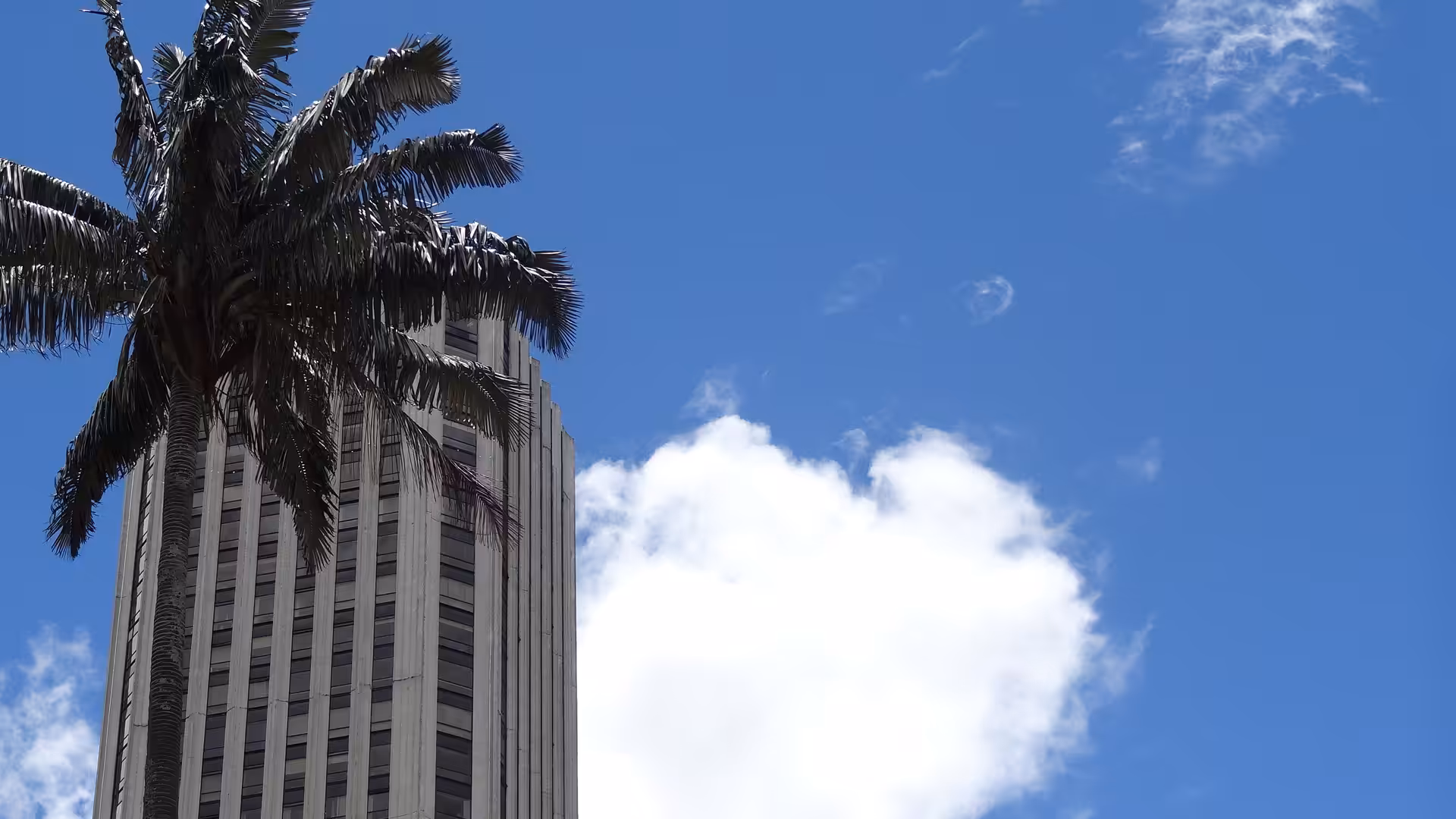palm and concrete