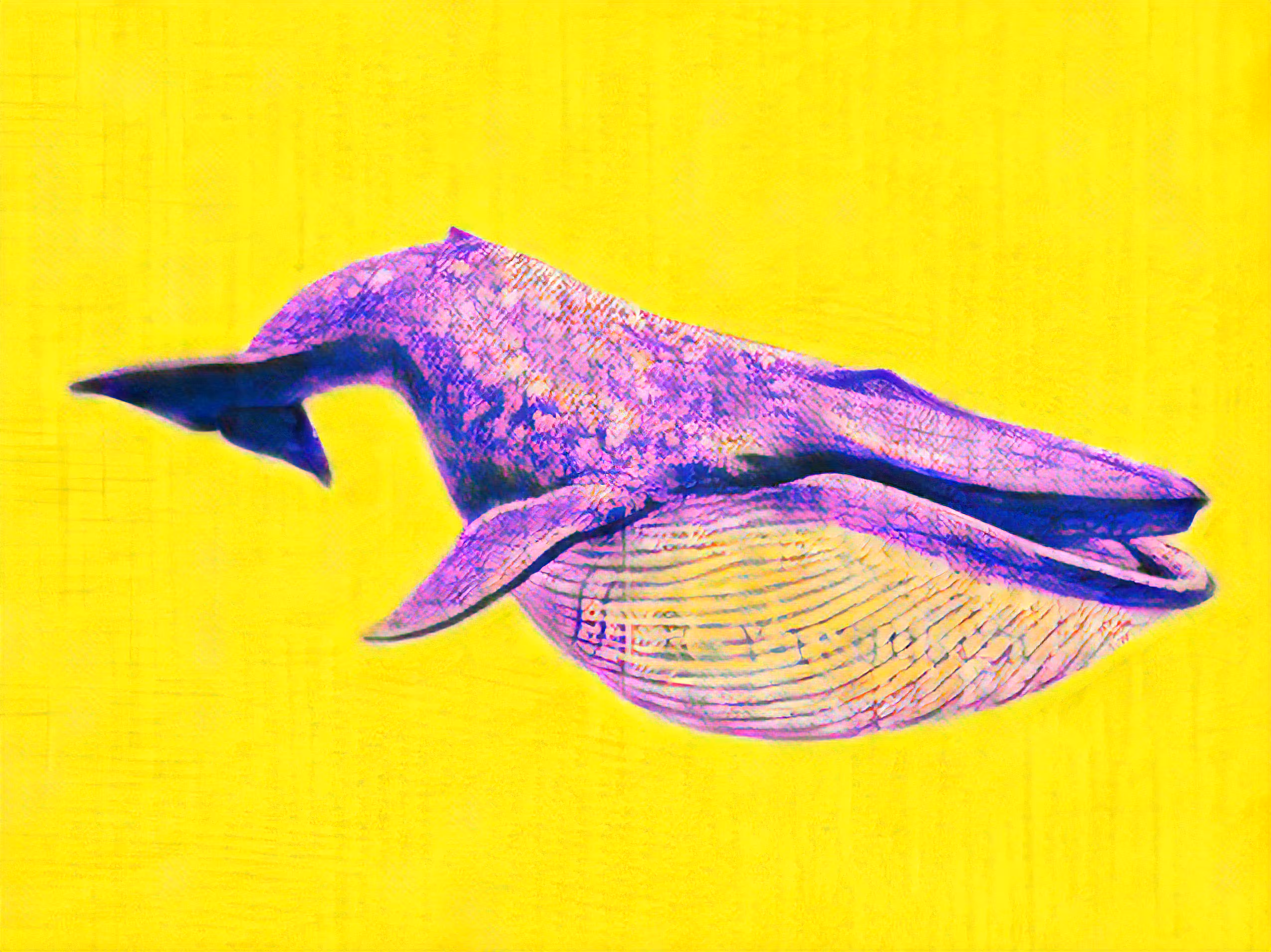 Whale 12