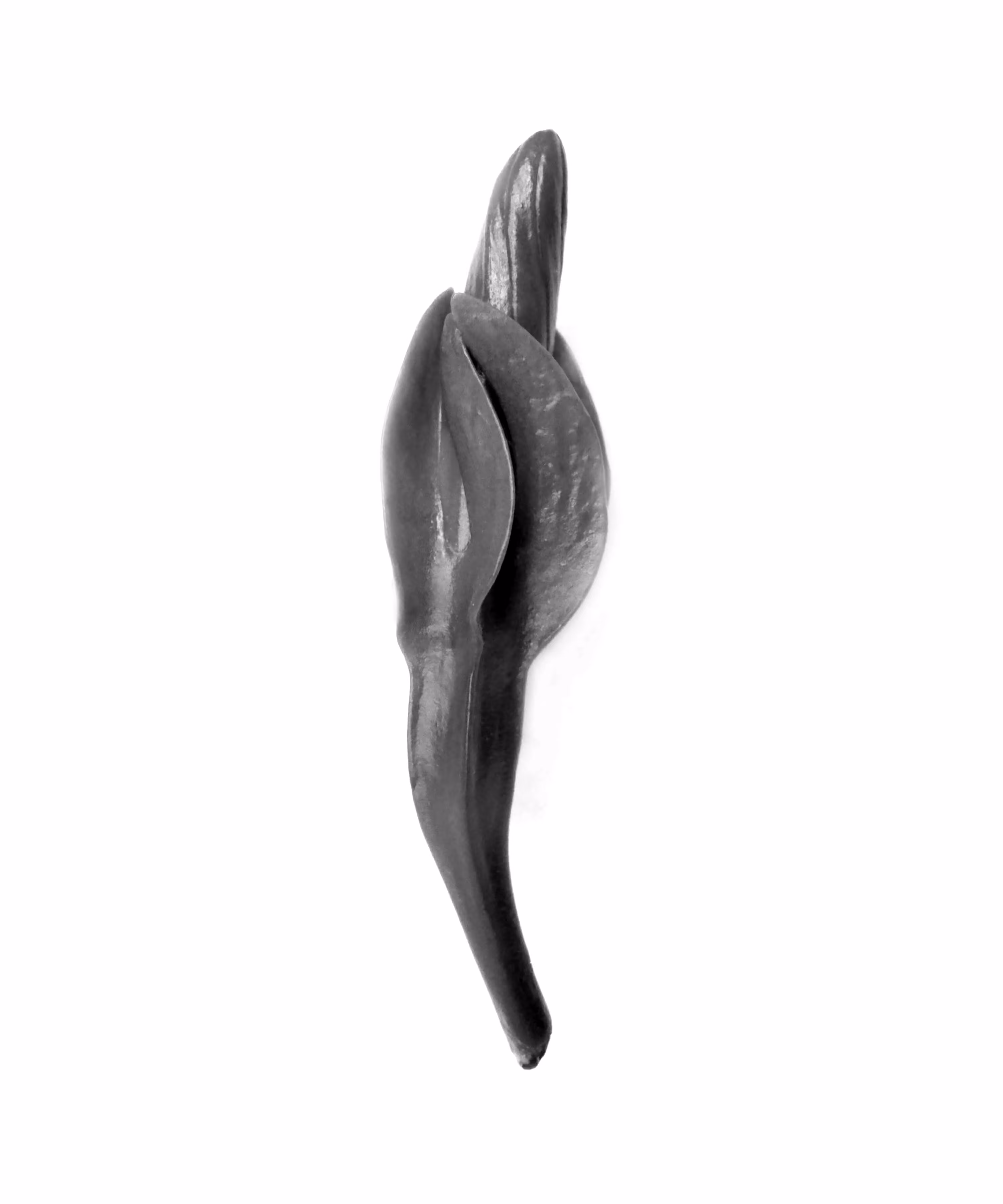 Tahitian Gardenia Bud (Gardenia taitensis)