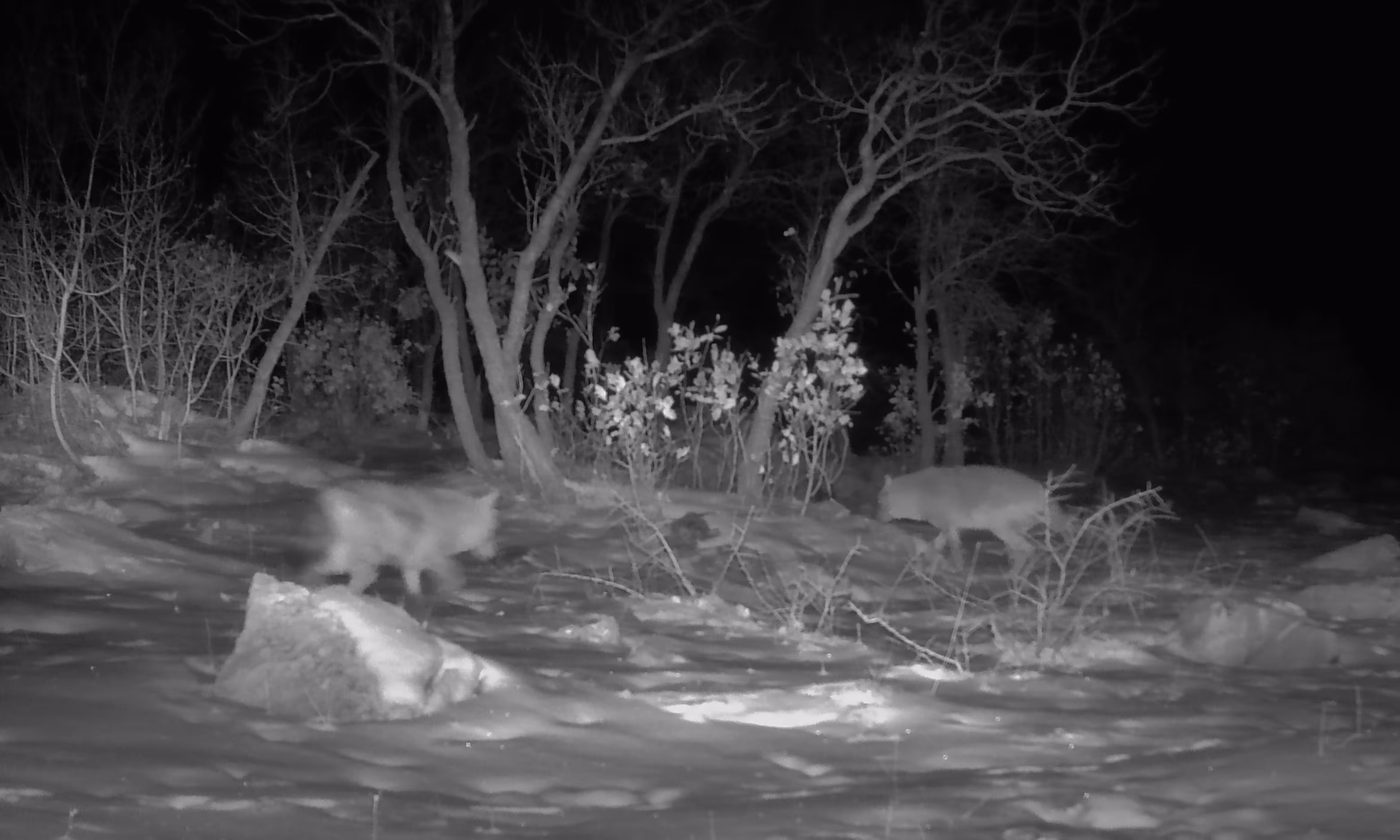 Two golden jackals on a cold and snowy night looking for food. 