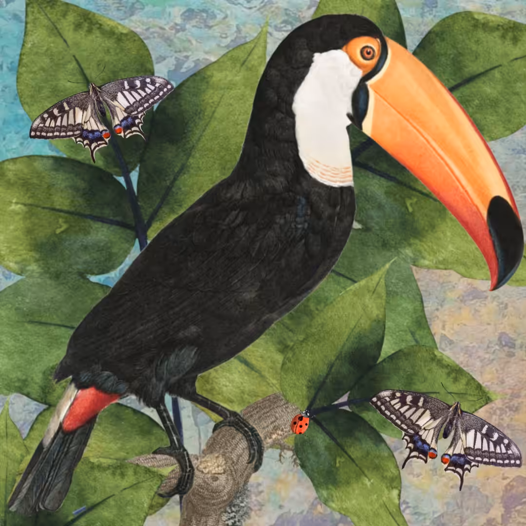 Toucan