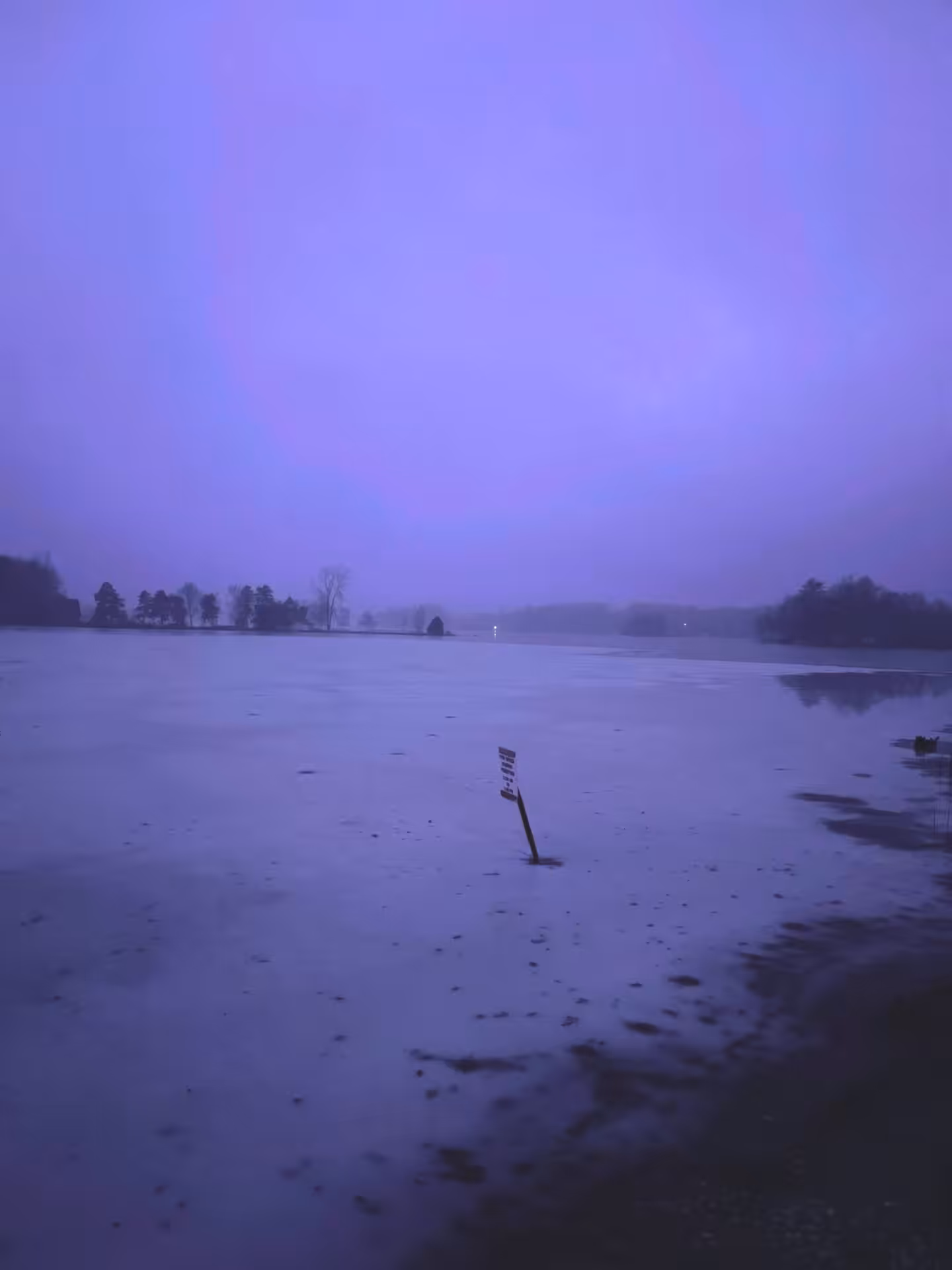 Purple Hues 