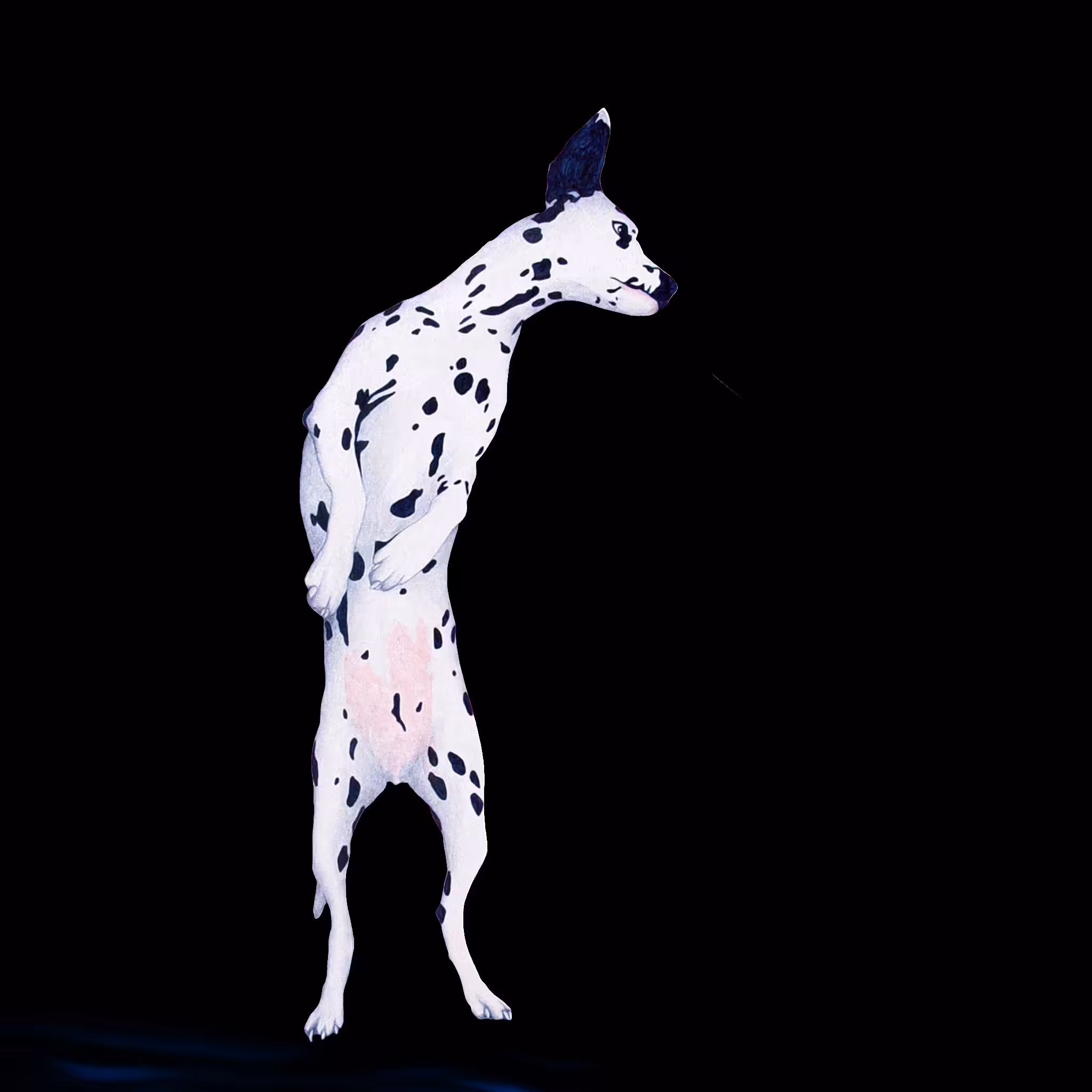 Dalmatian
