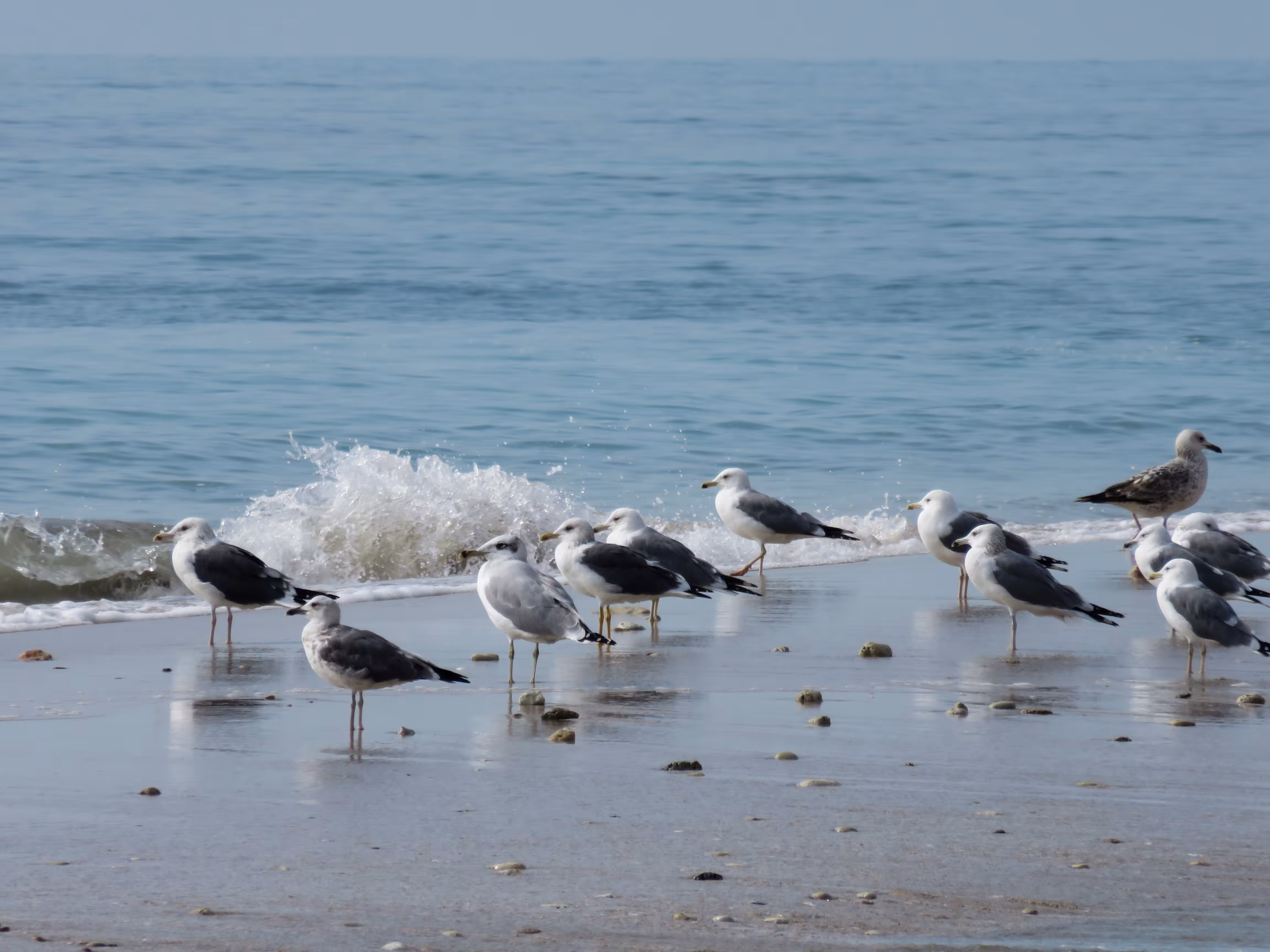 Association of Seagulls