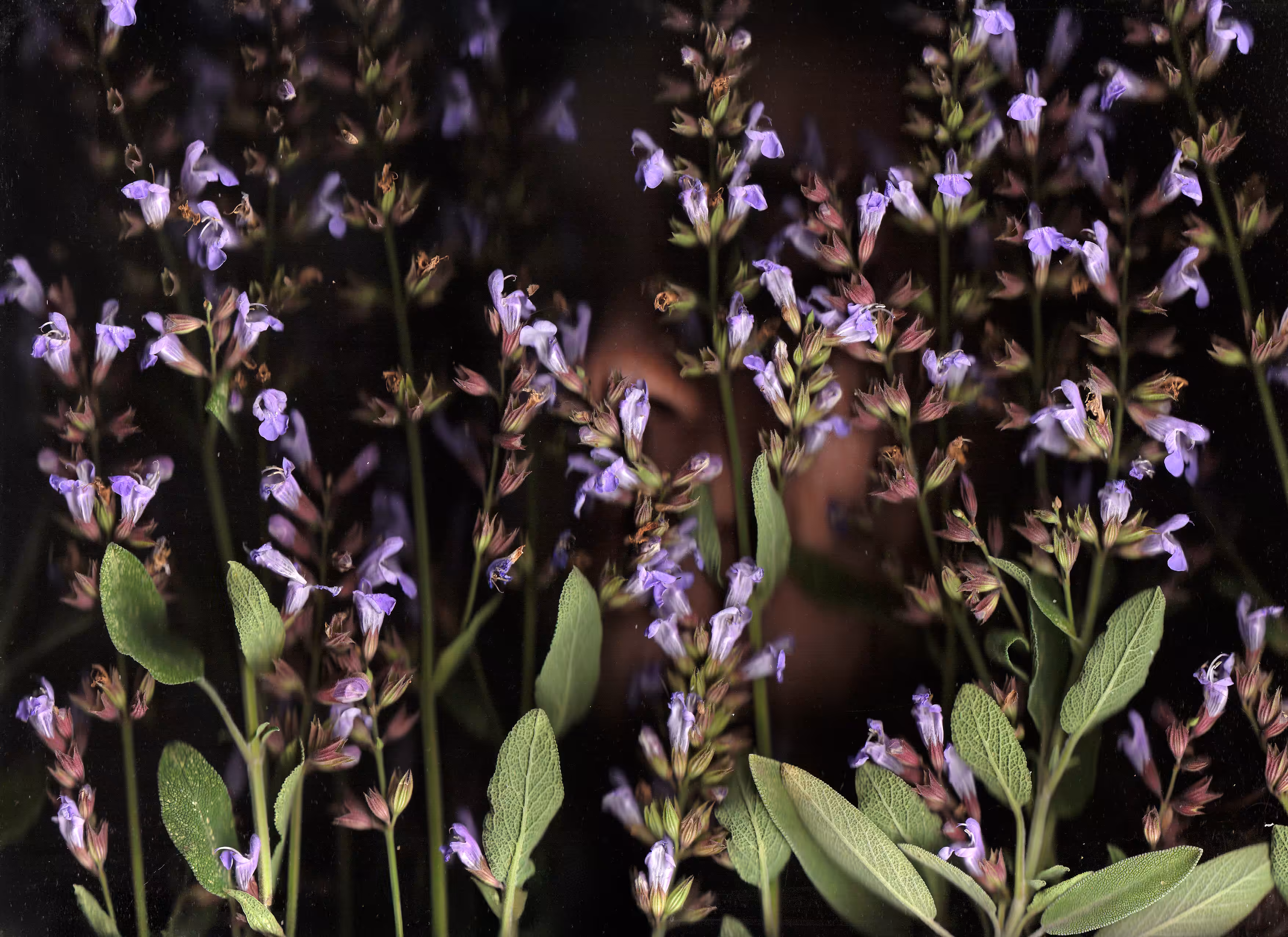 I'd like to be a bee among the Salvias