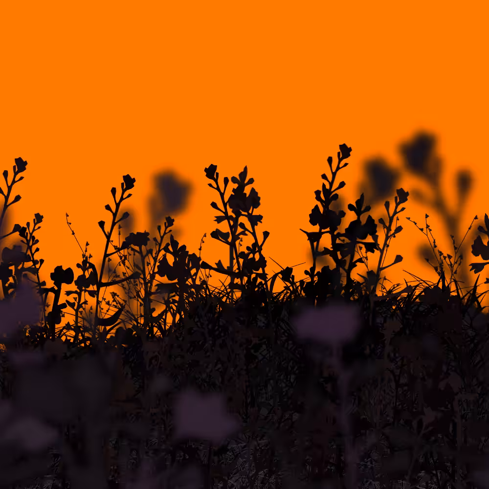 Walk in the field #15