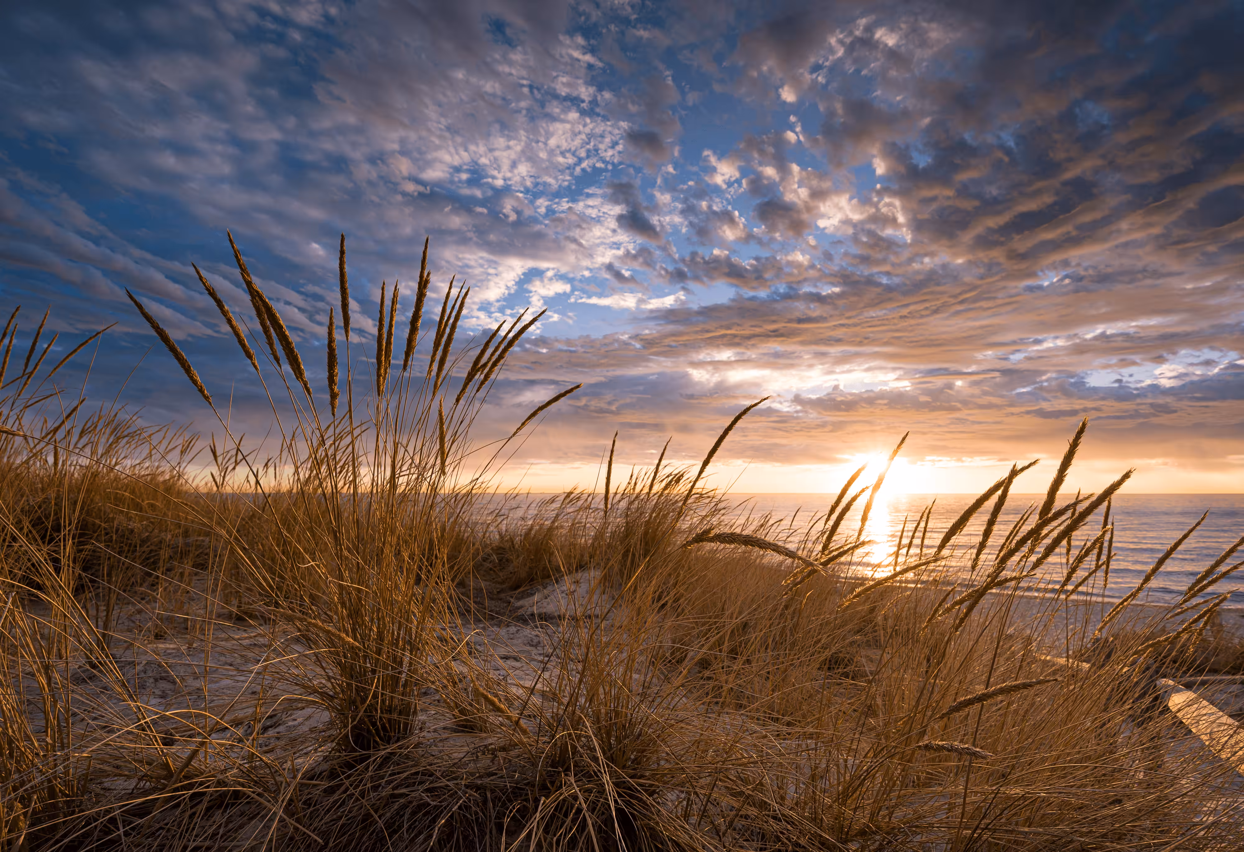 VLW Summer Grass