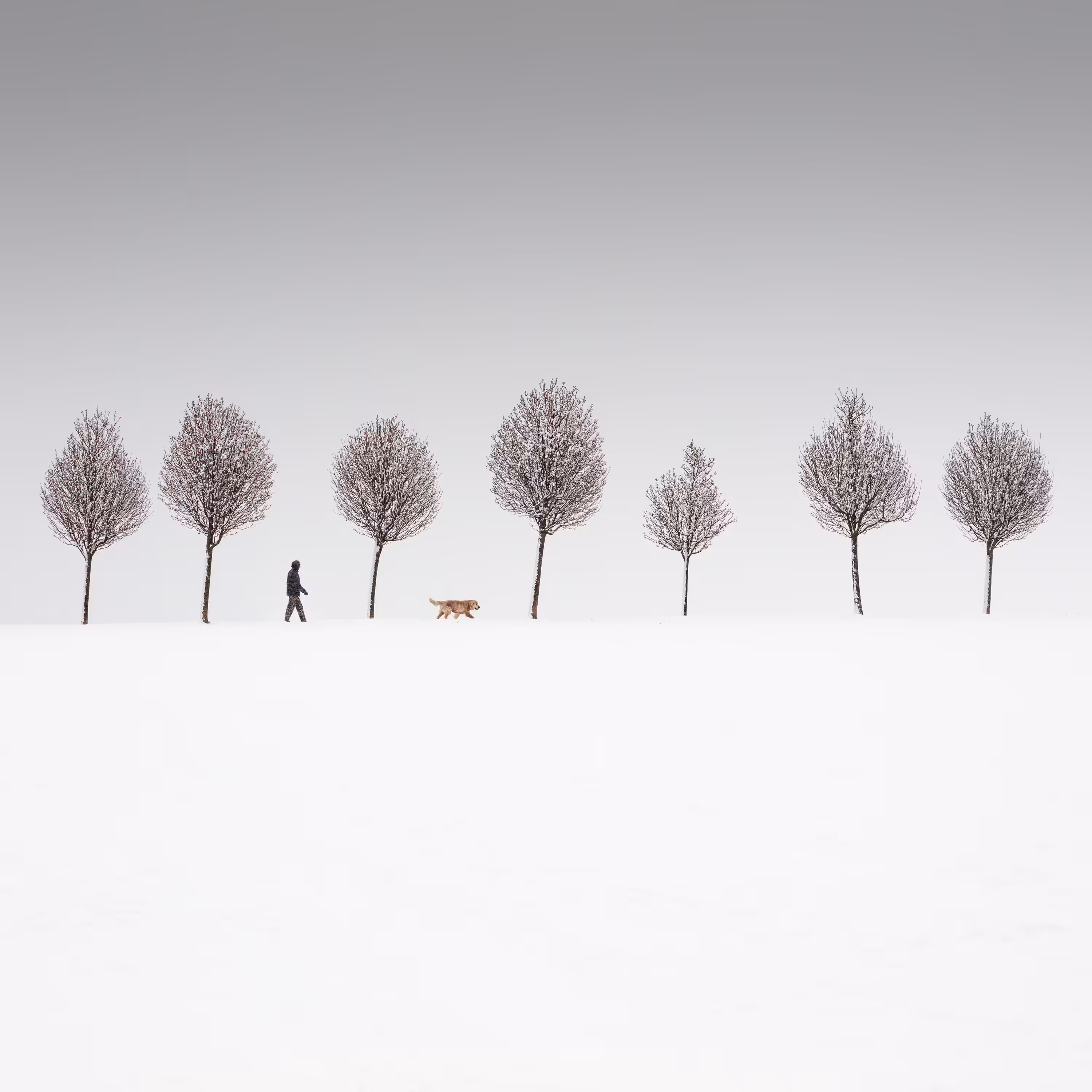 Winter Walk