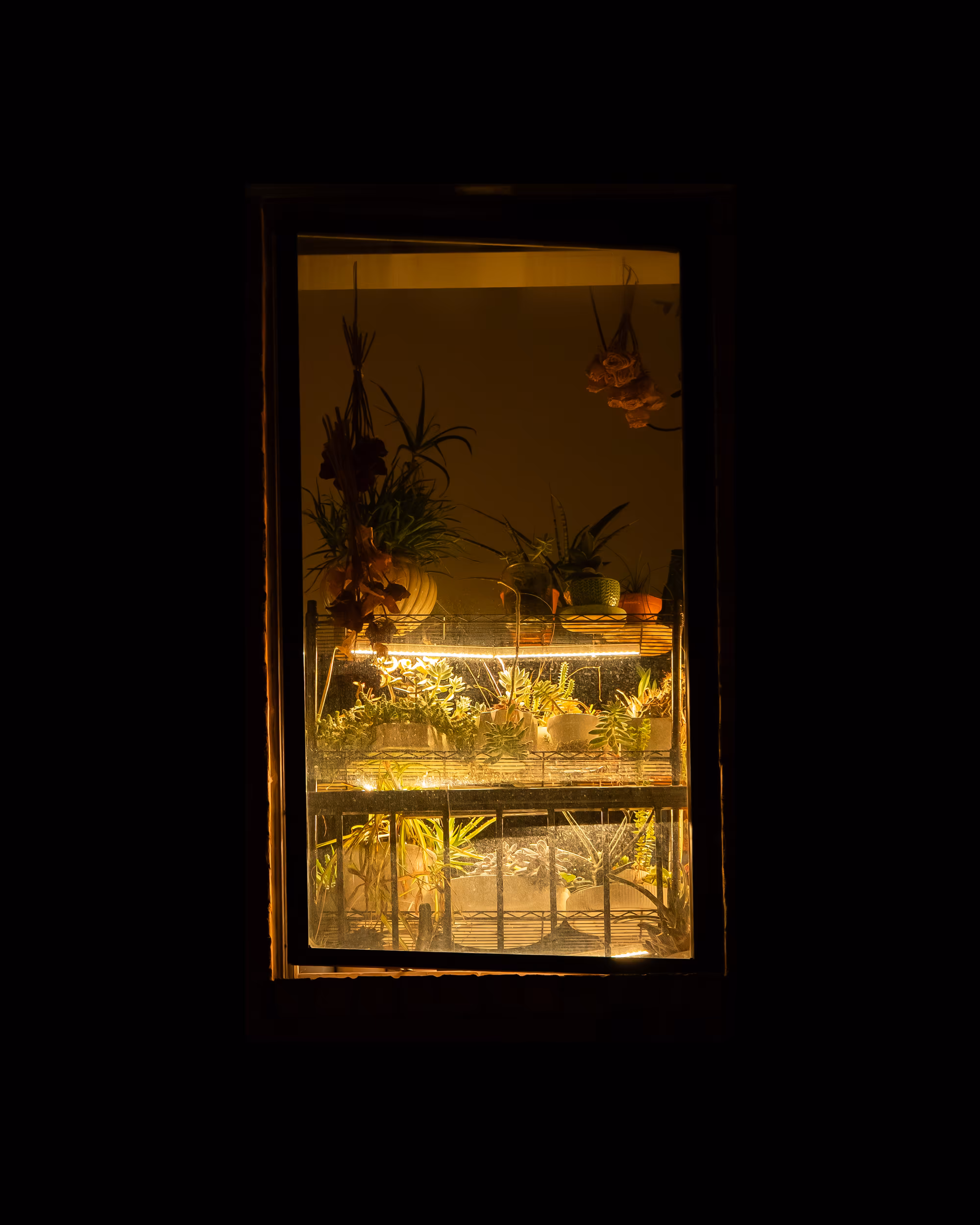 WINDOW 258