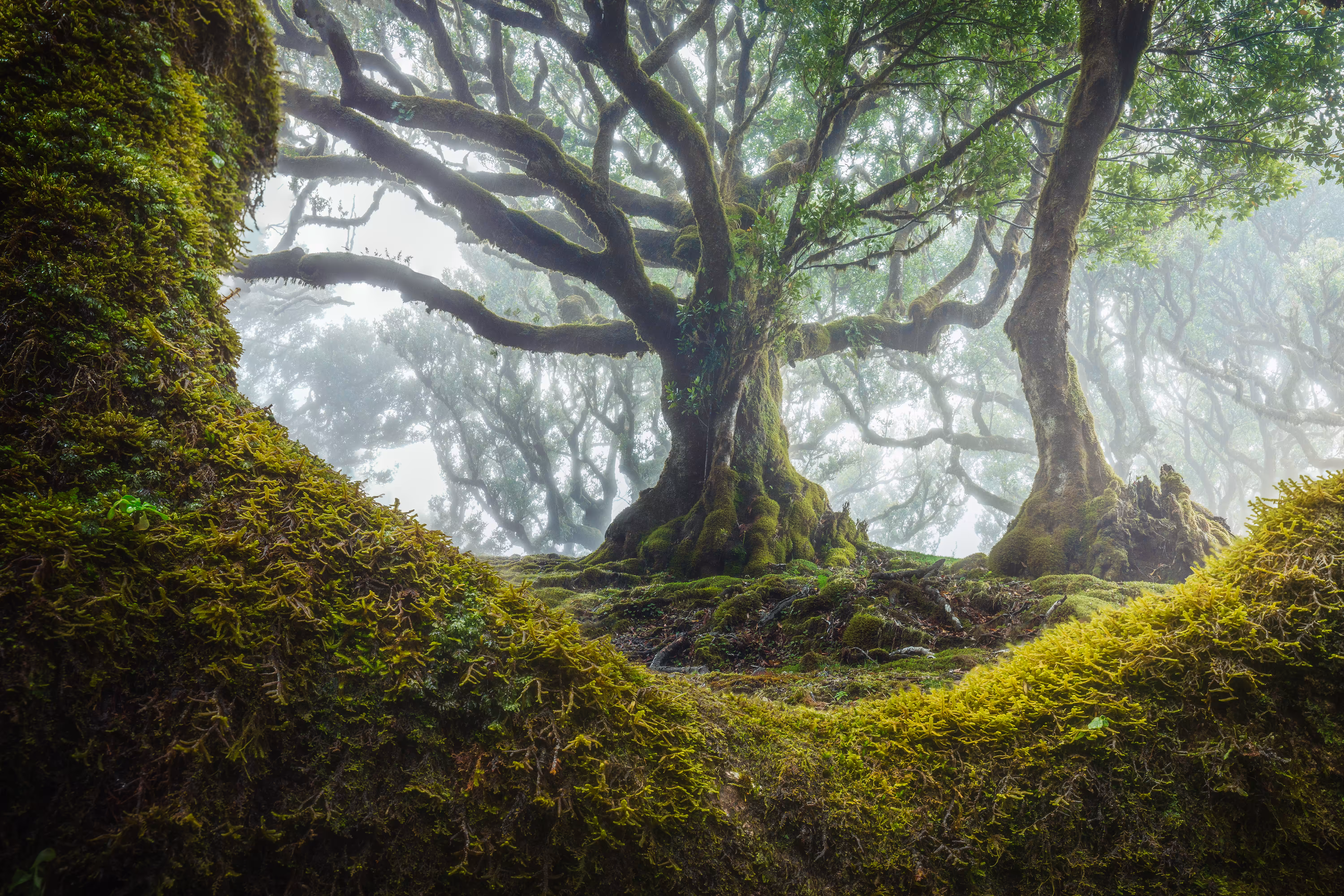 Fairytale Forest