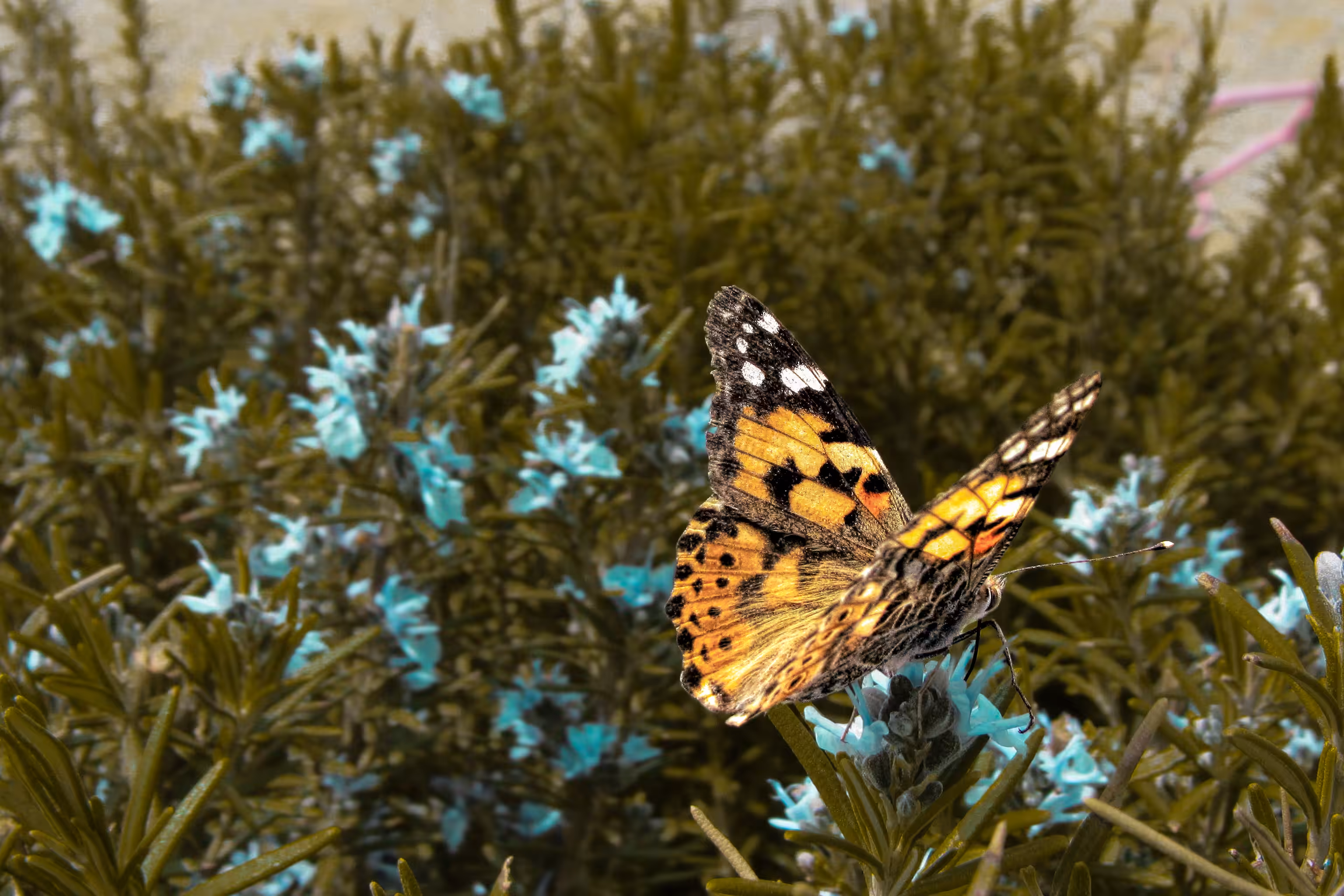 Butterfly #1