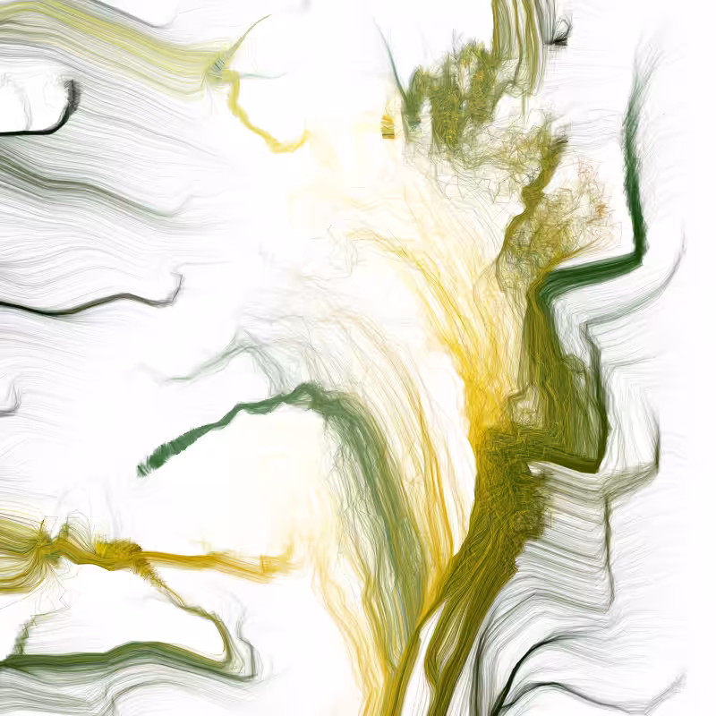 Hypericum #72