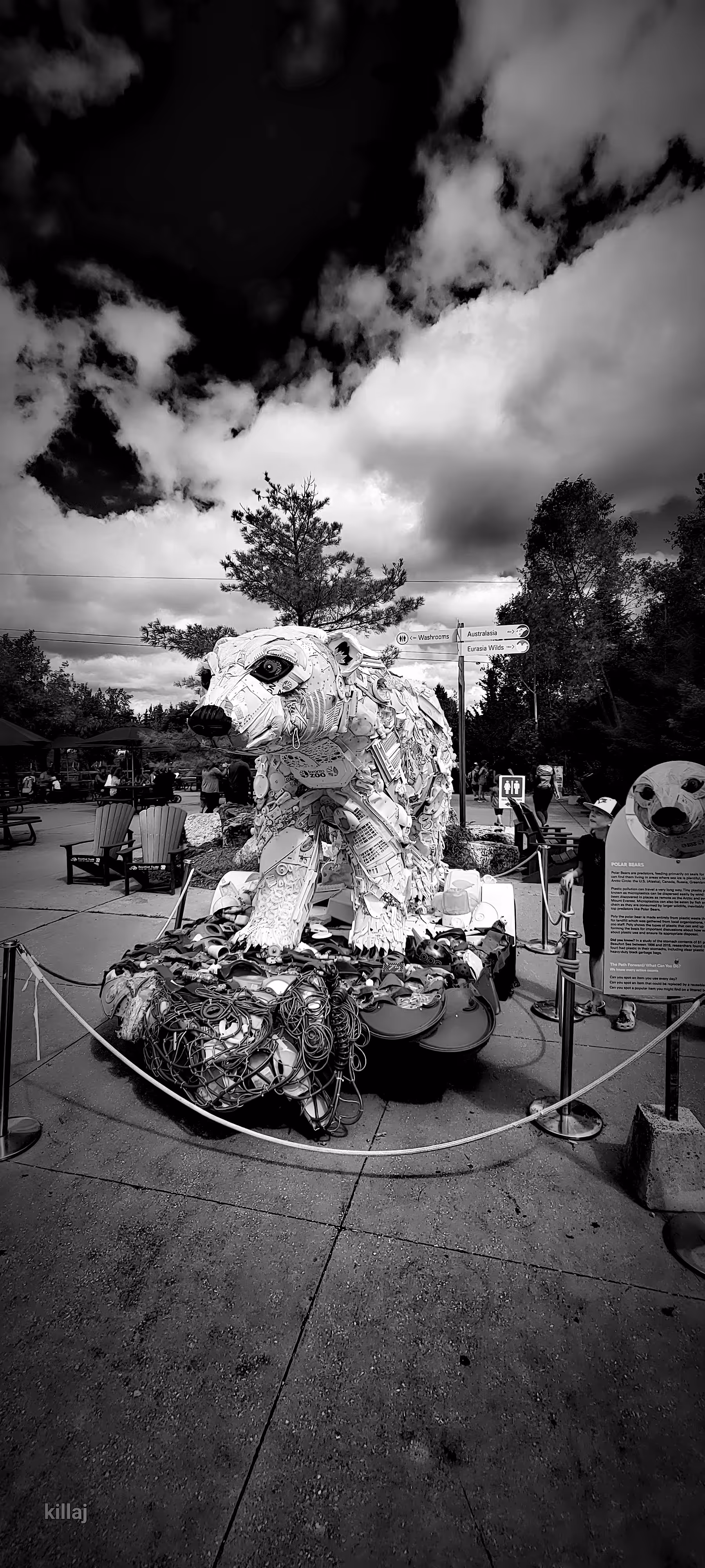 save the bears 