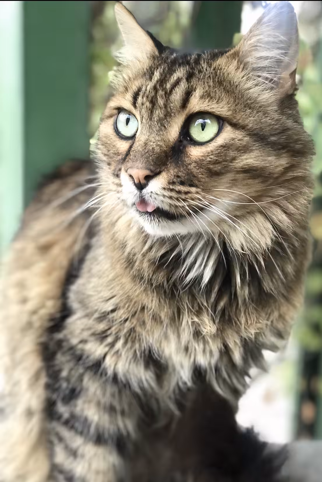 MY CAT