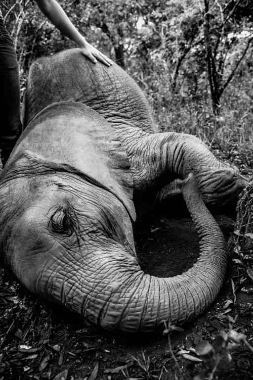 B&W Africa - #16 - Nap Time