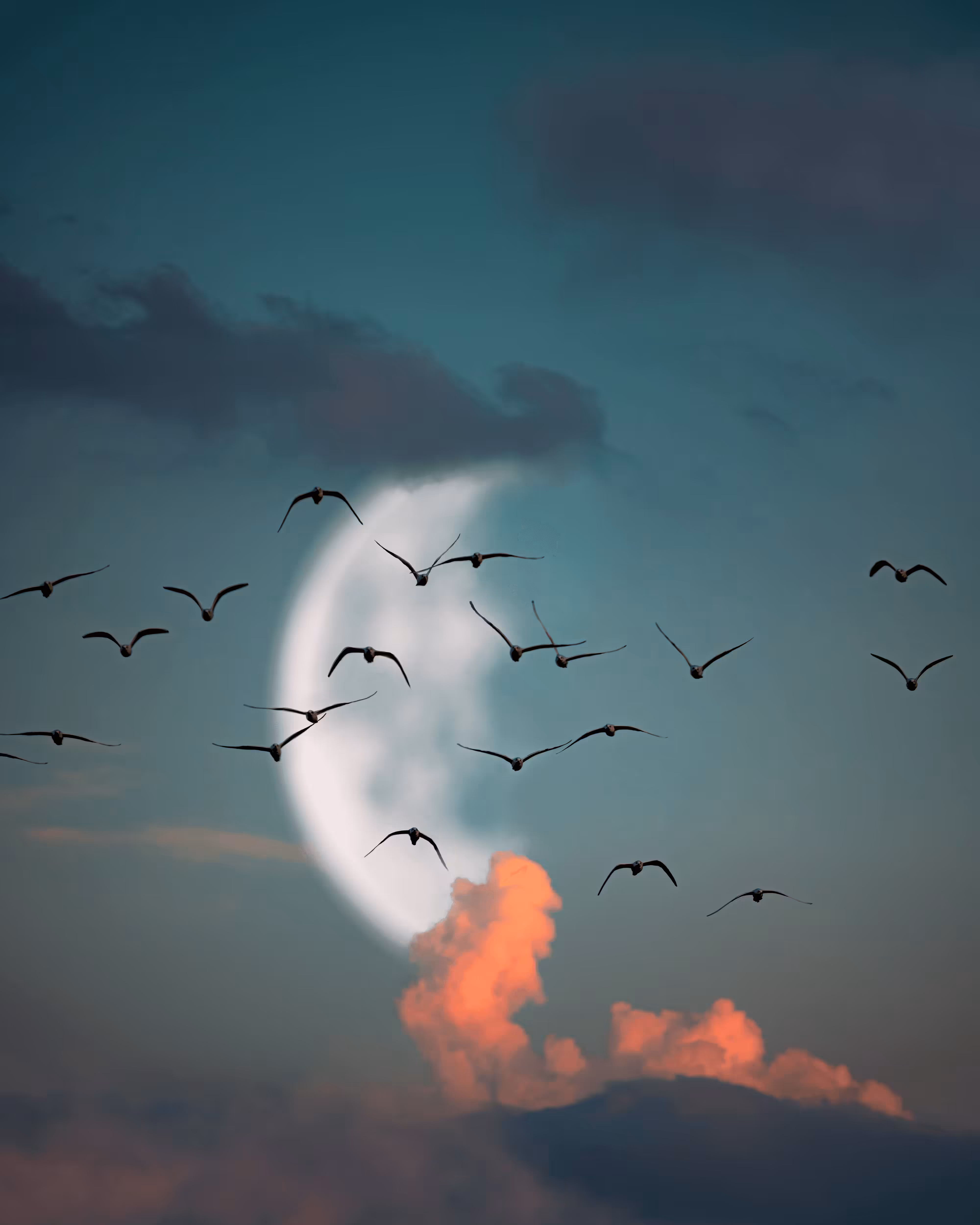 Flock of Us #20