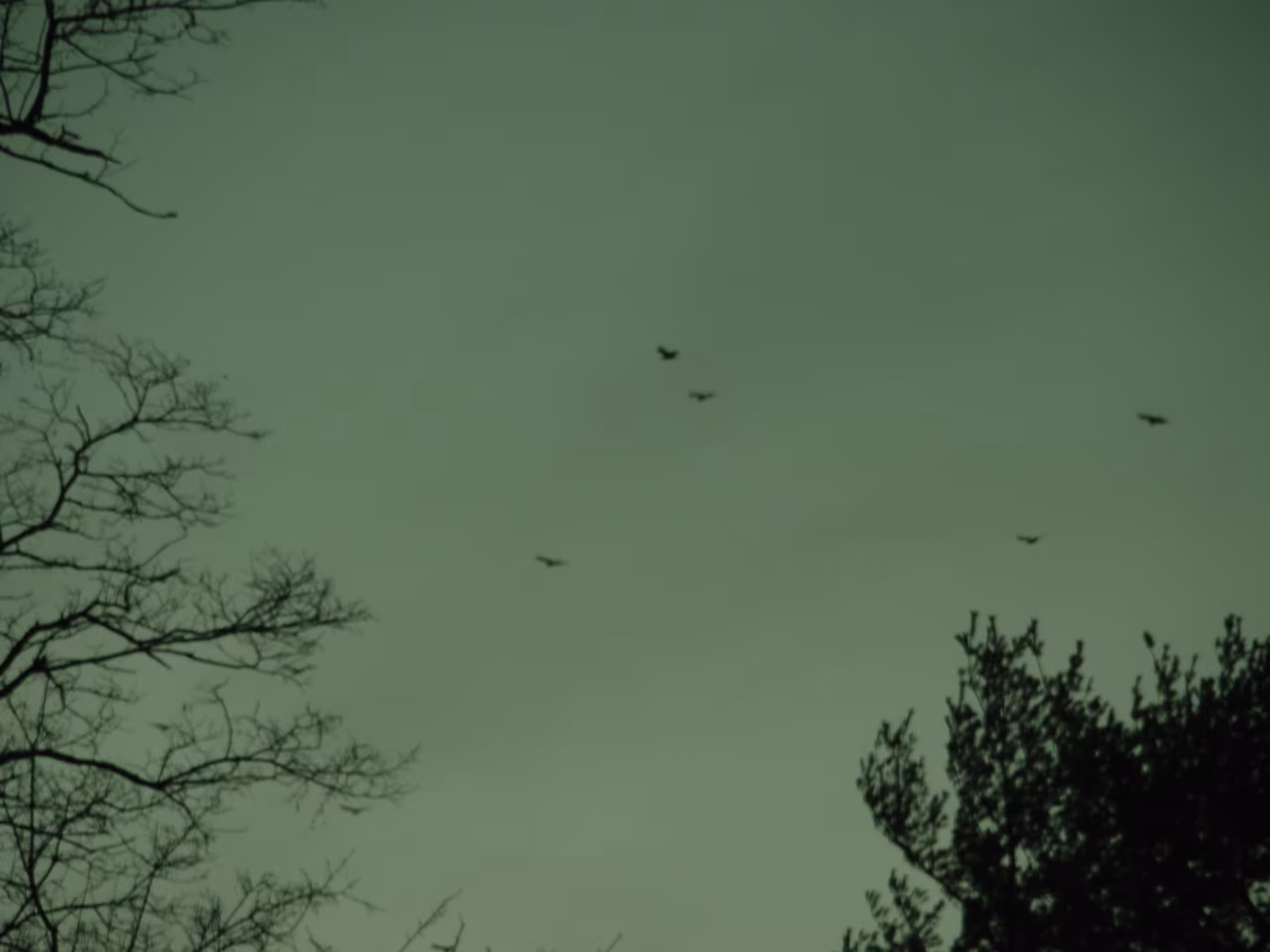 BirdVision