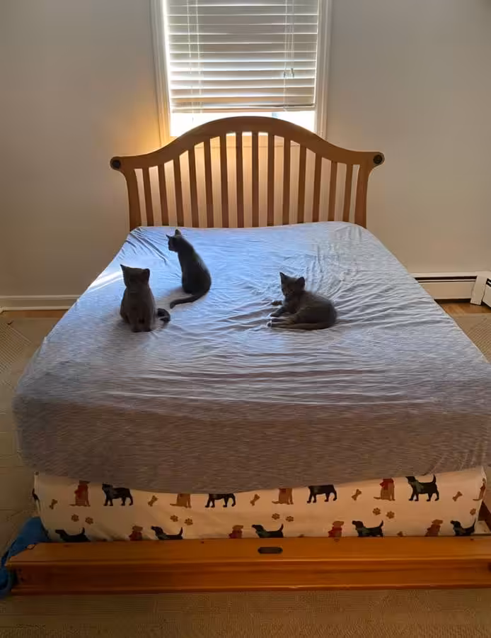 FULL SIZE MATTRESSES - FREE (Doylestown)