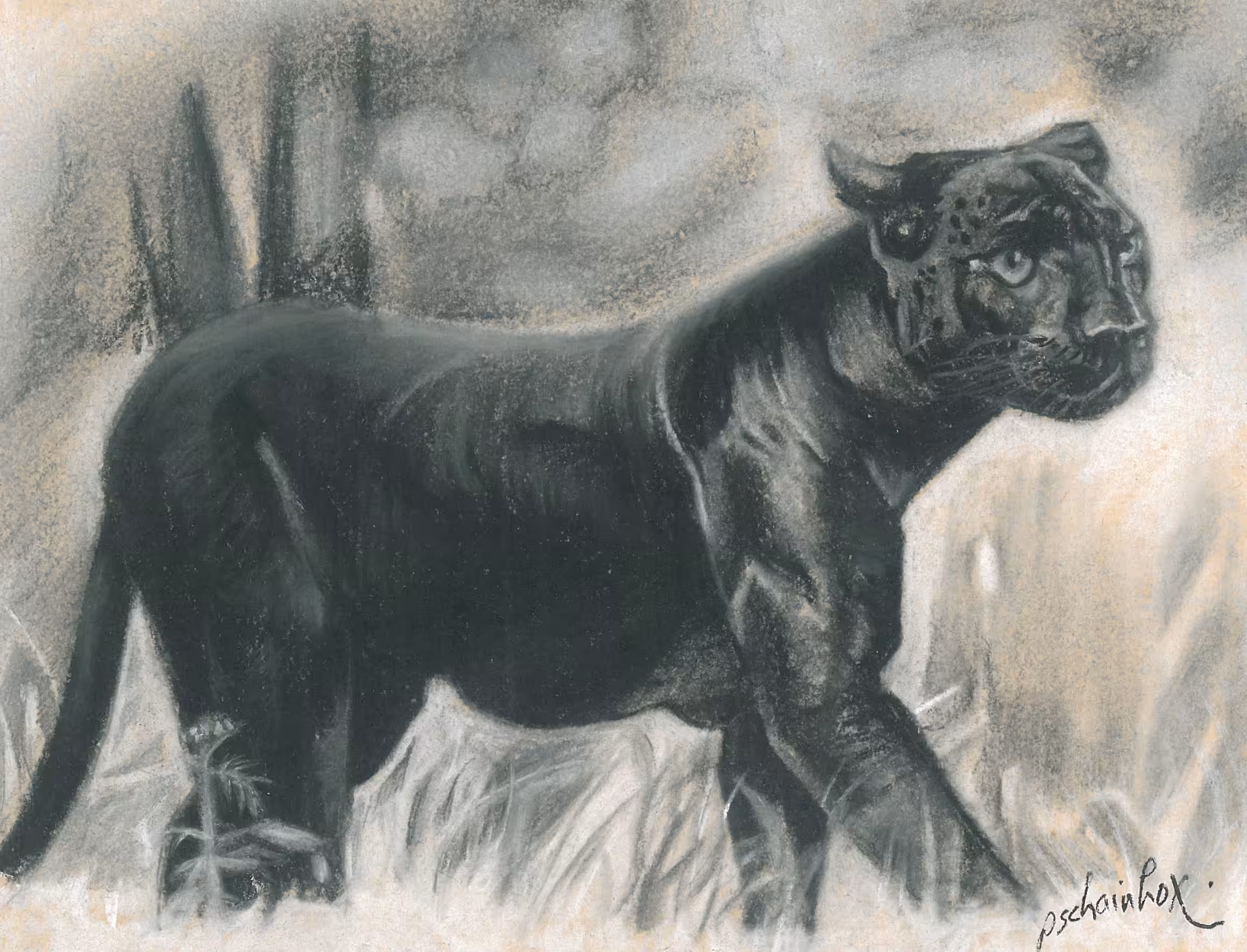 Black tiger