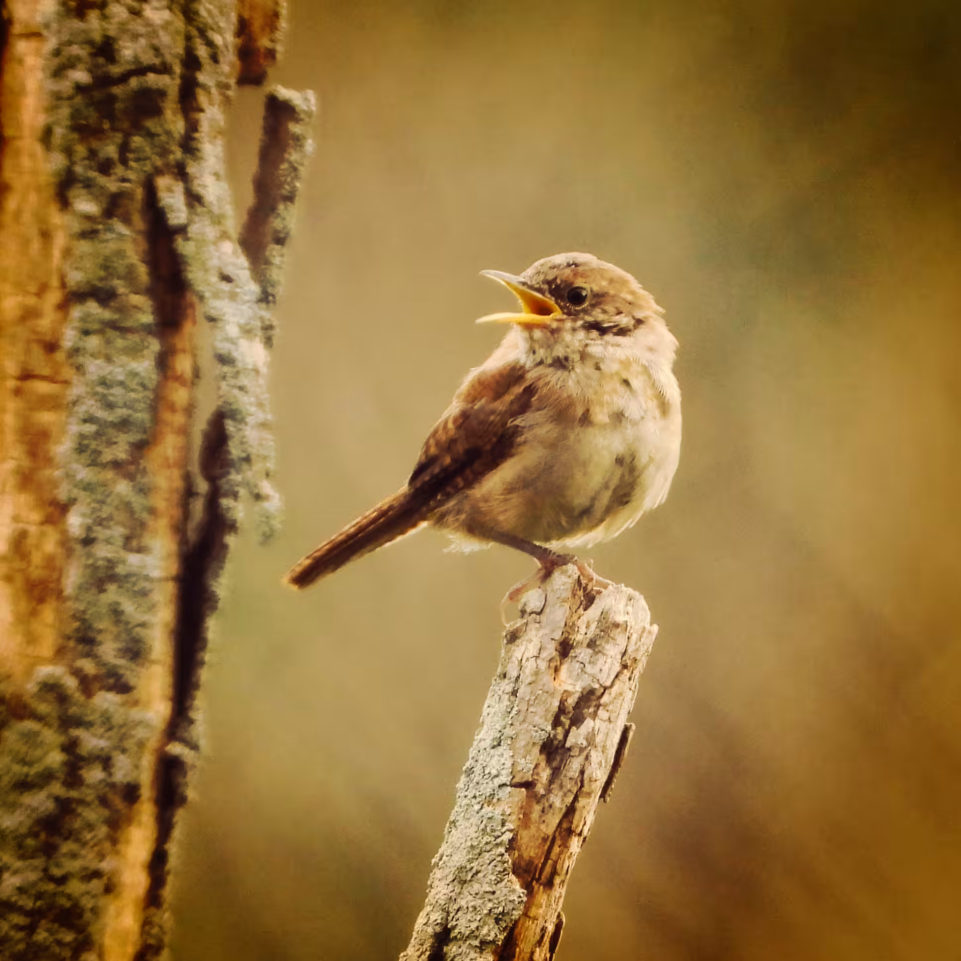 HENhalloween #1 - Carolina Wren