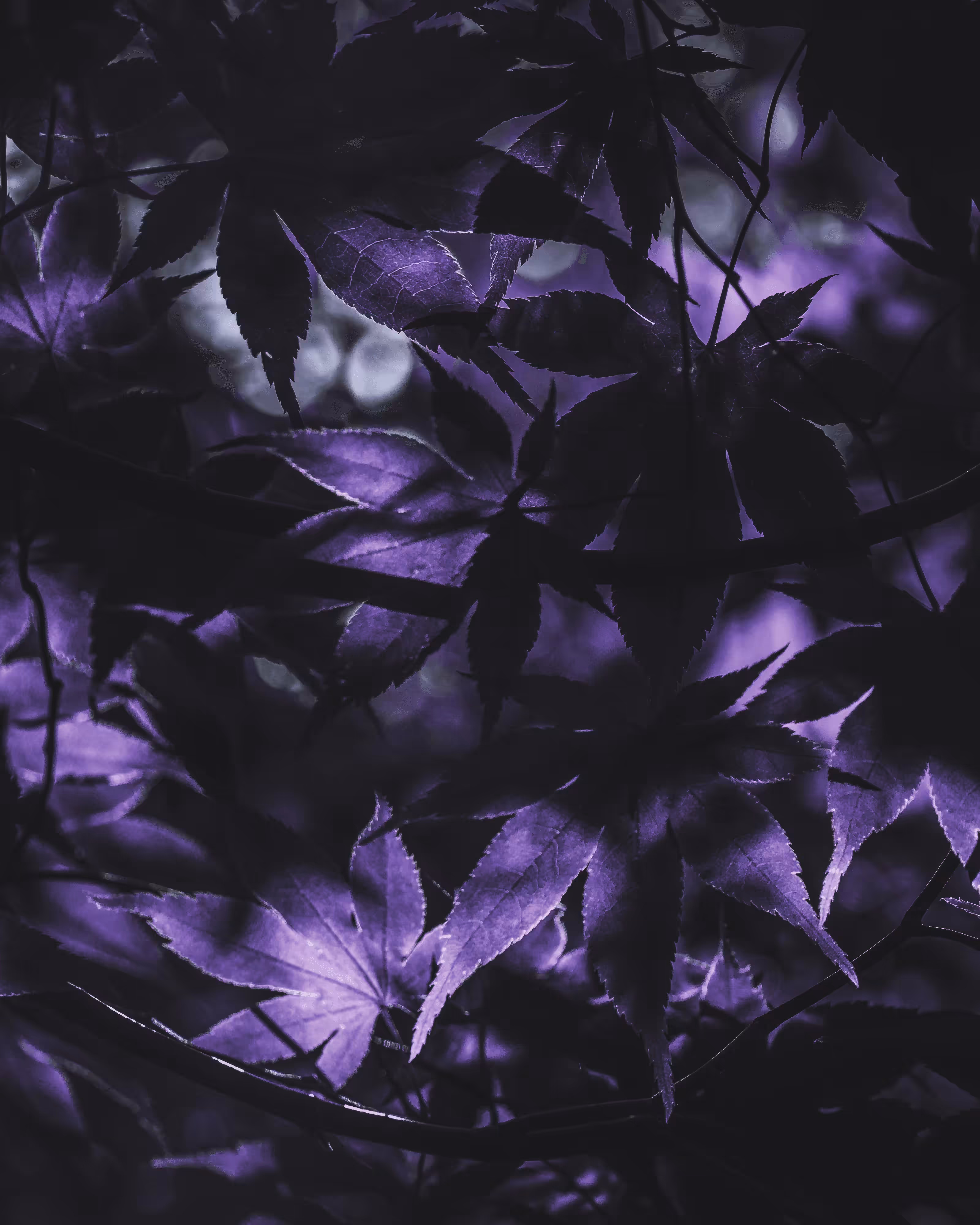 Nightsong Woods