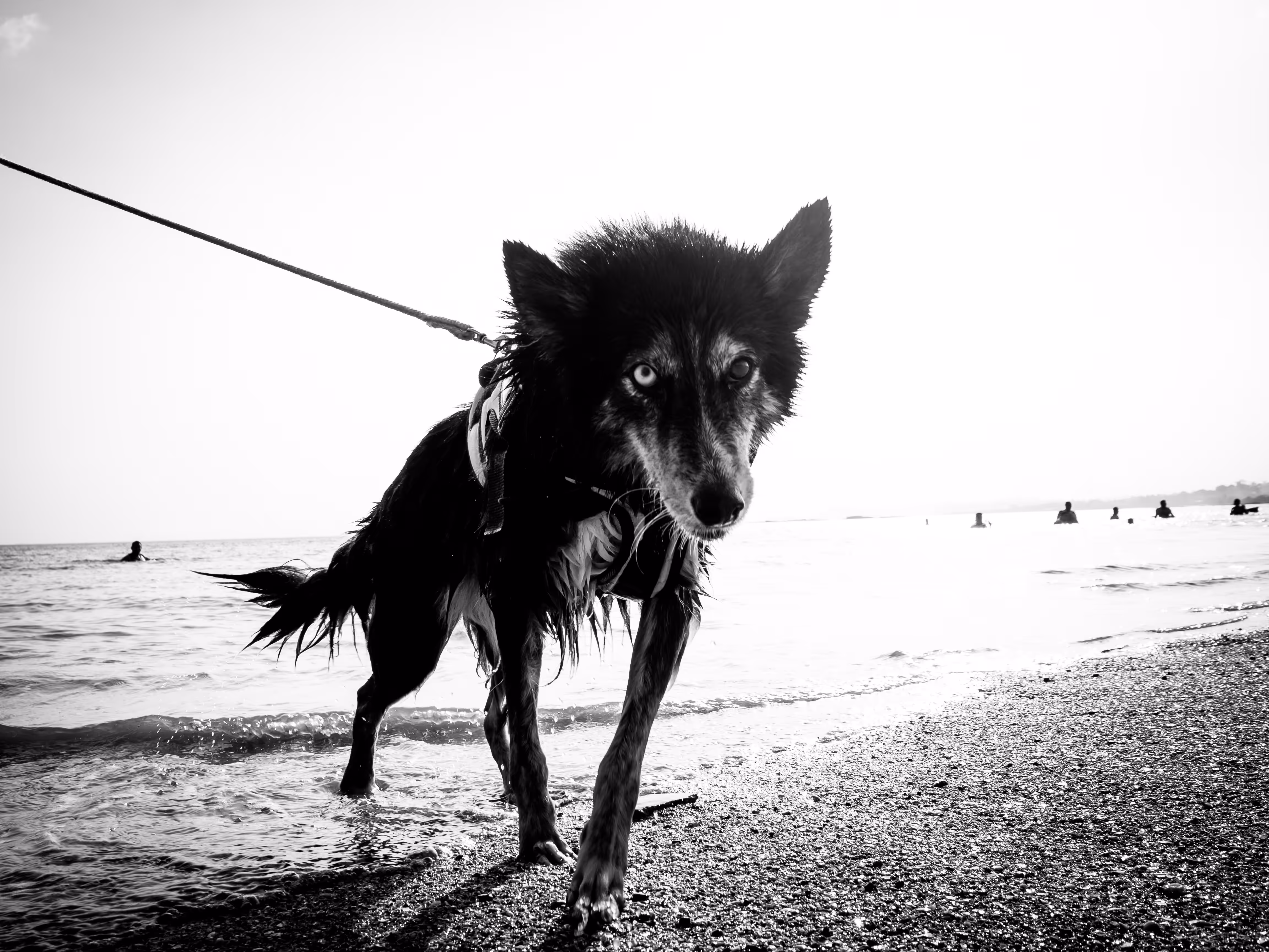 Dog or Wolf