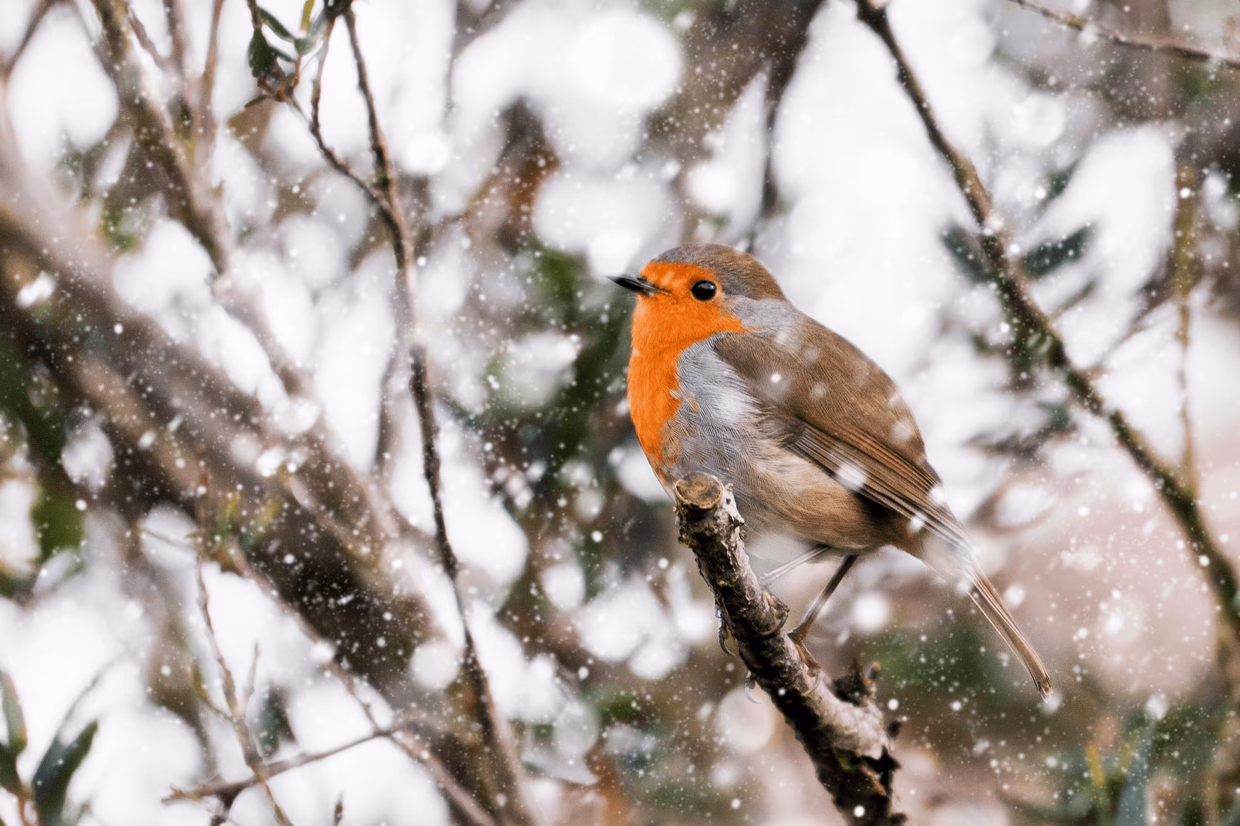 Robin in the Snow