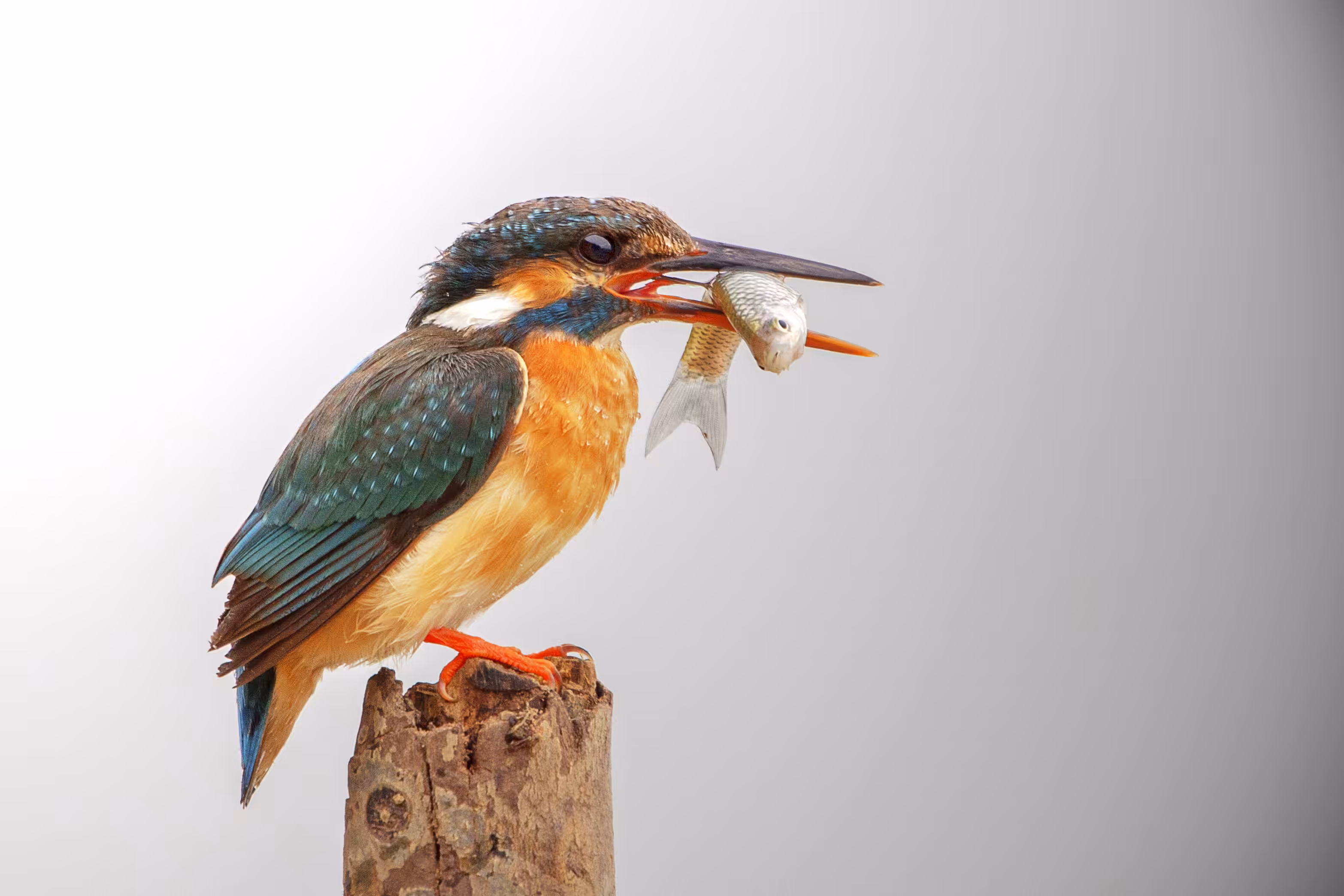 1/1 : Kingfisher