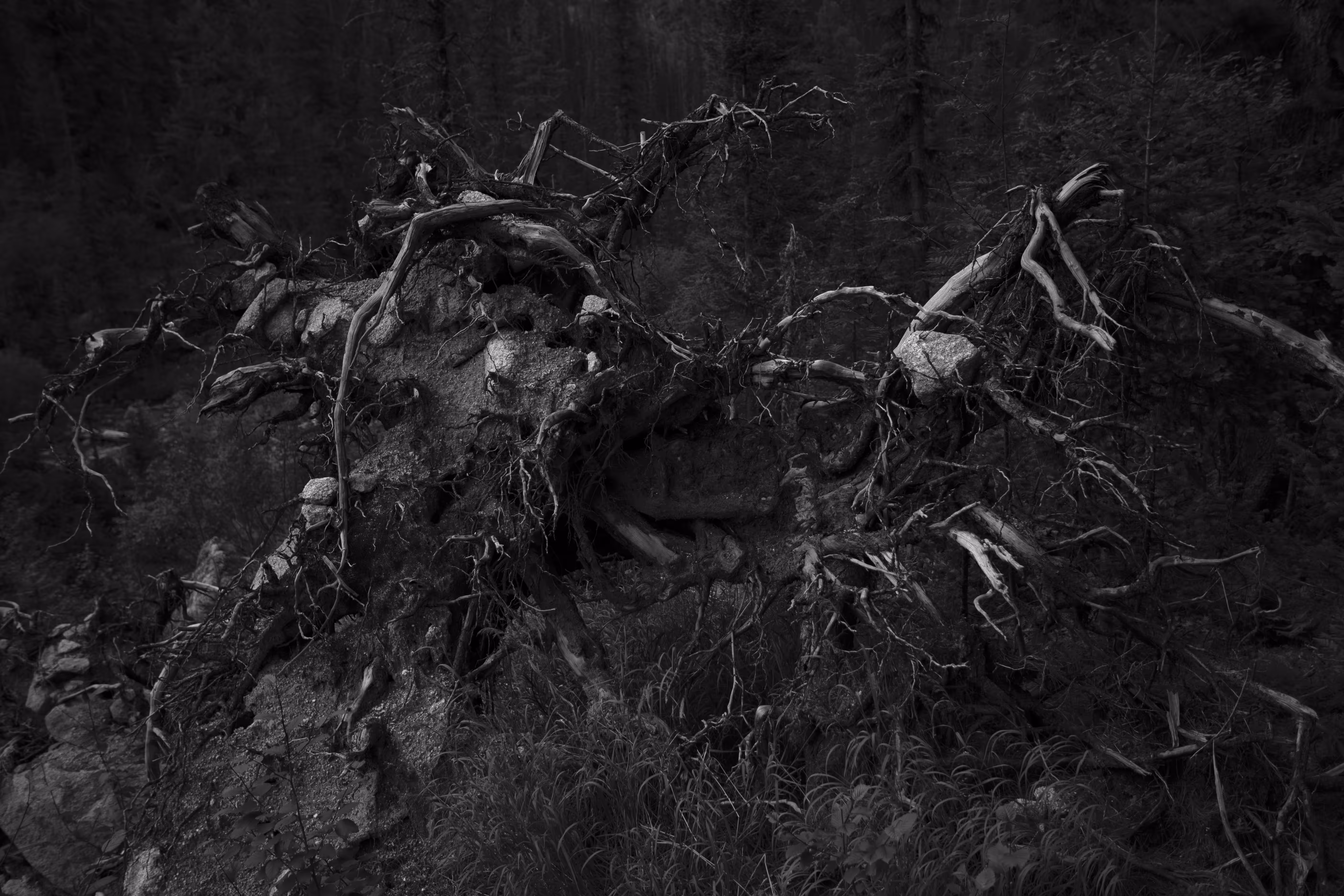The shadow side of the inner forest