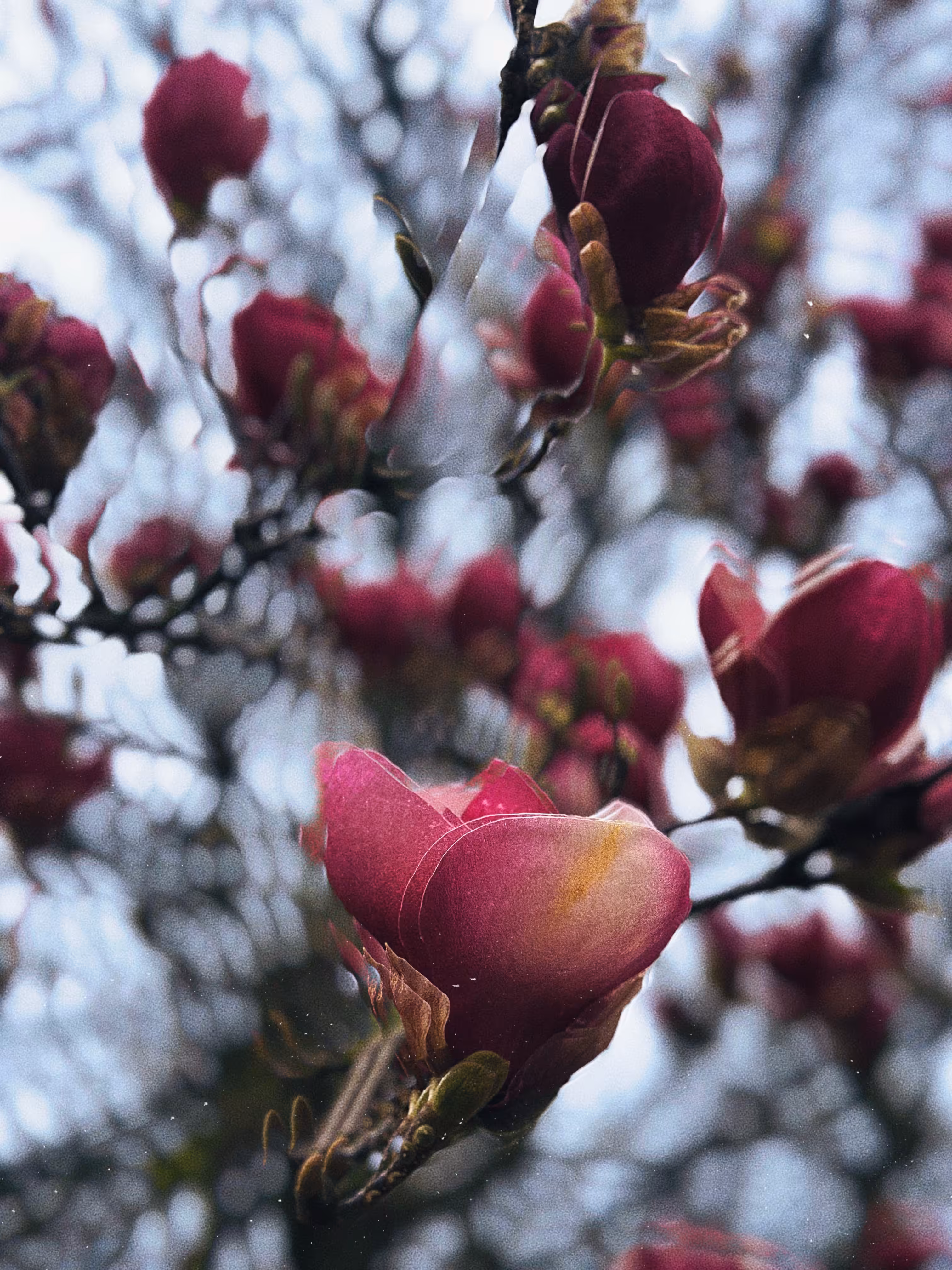 • renewal •