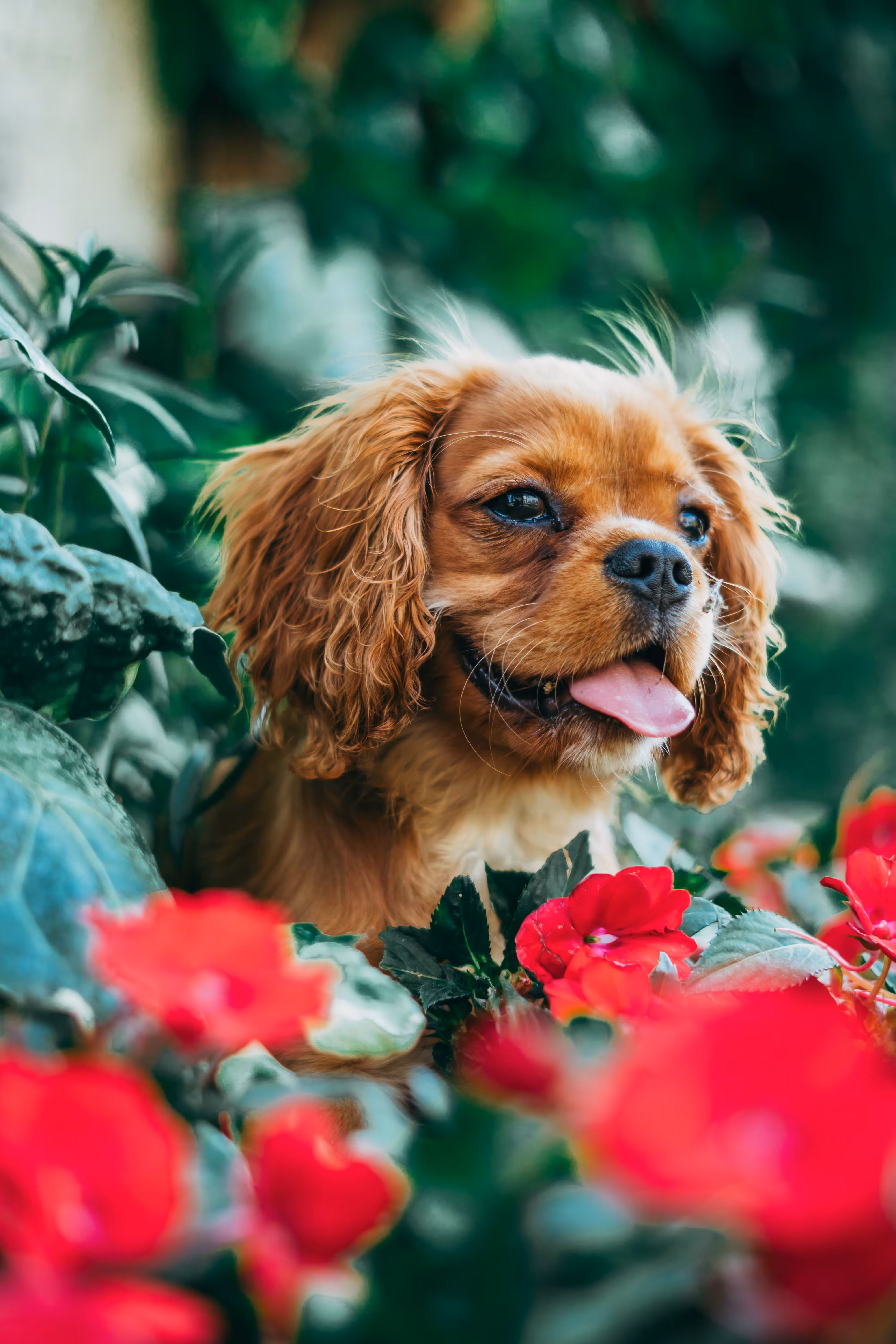 Jasper The Cavalier
