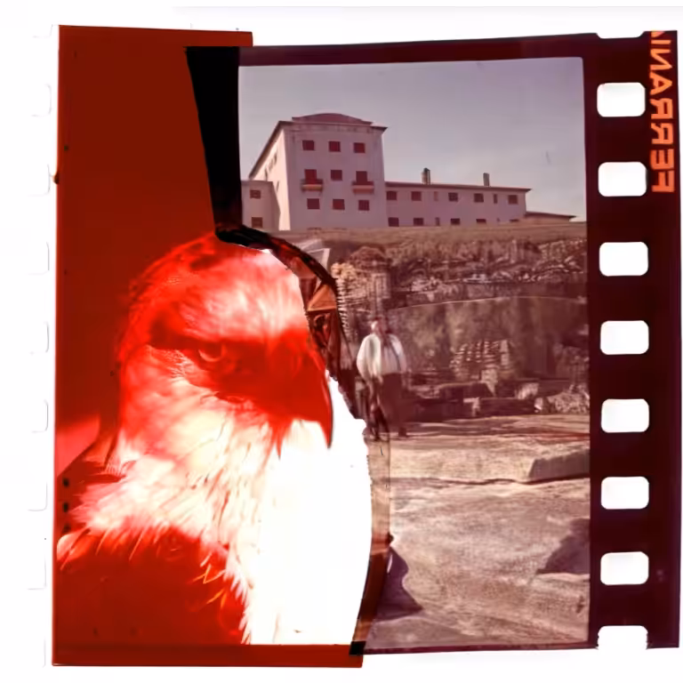 Alive Memories of birds and sea