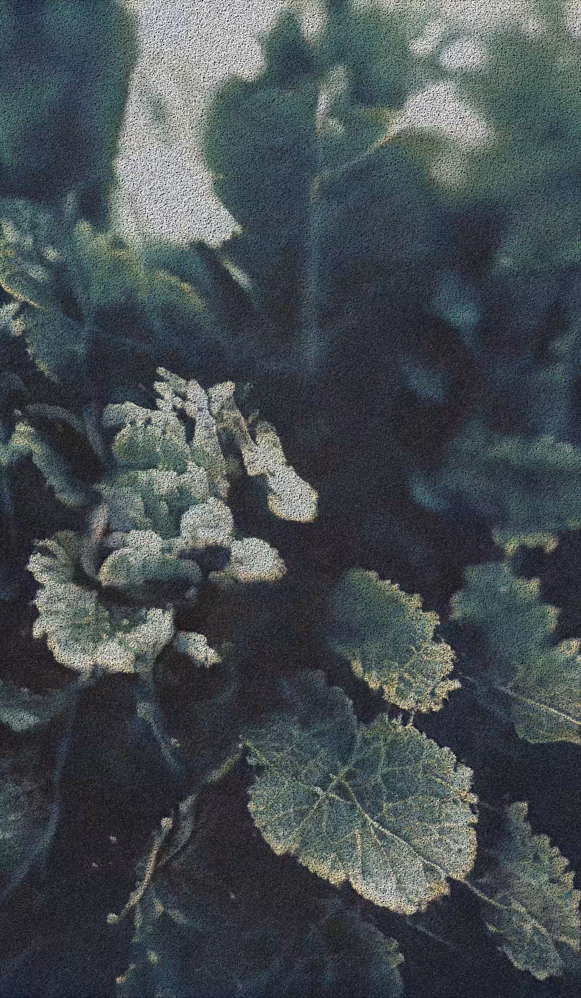APPARATUS-VITIS: Apparatus Vitis #56