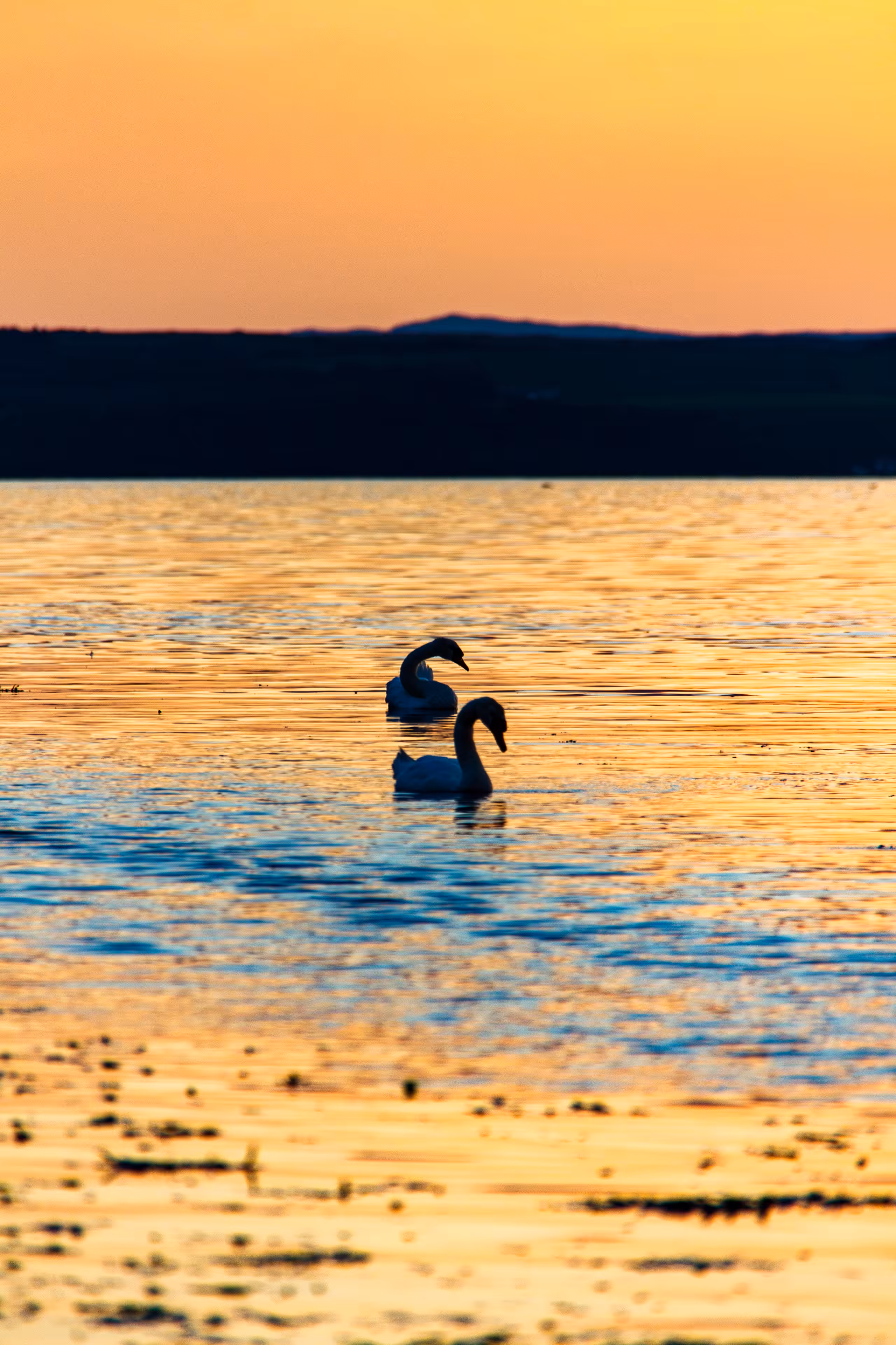 Graceful Summer's Twilight