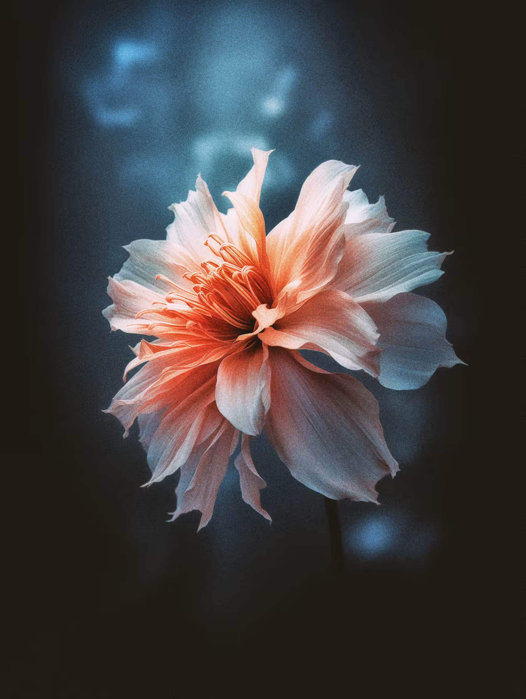 The Solitary