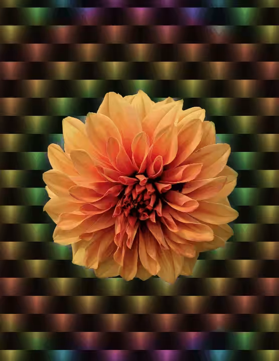 Bloom