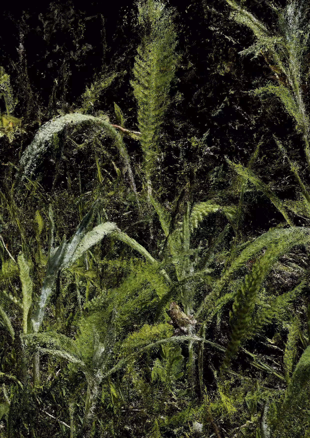 Overgrowth 0366