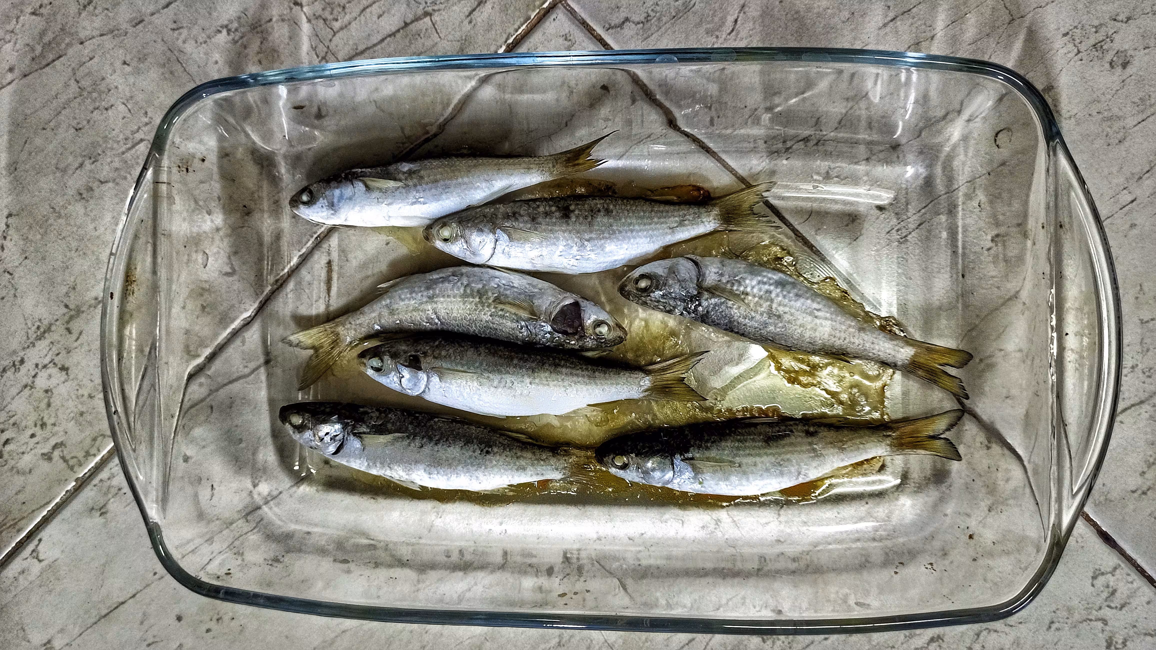 Daily  photography: Gariz fish
