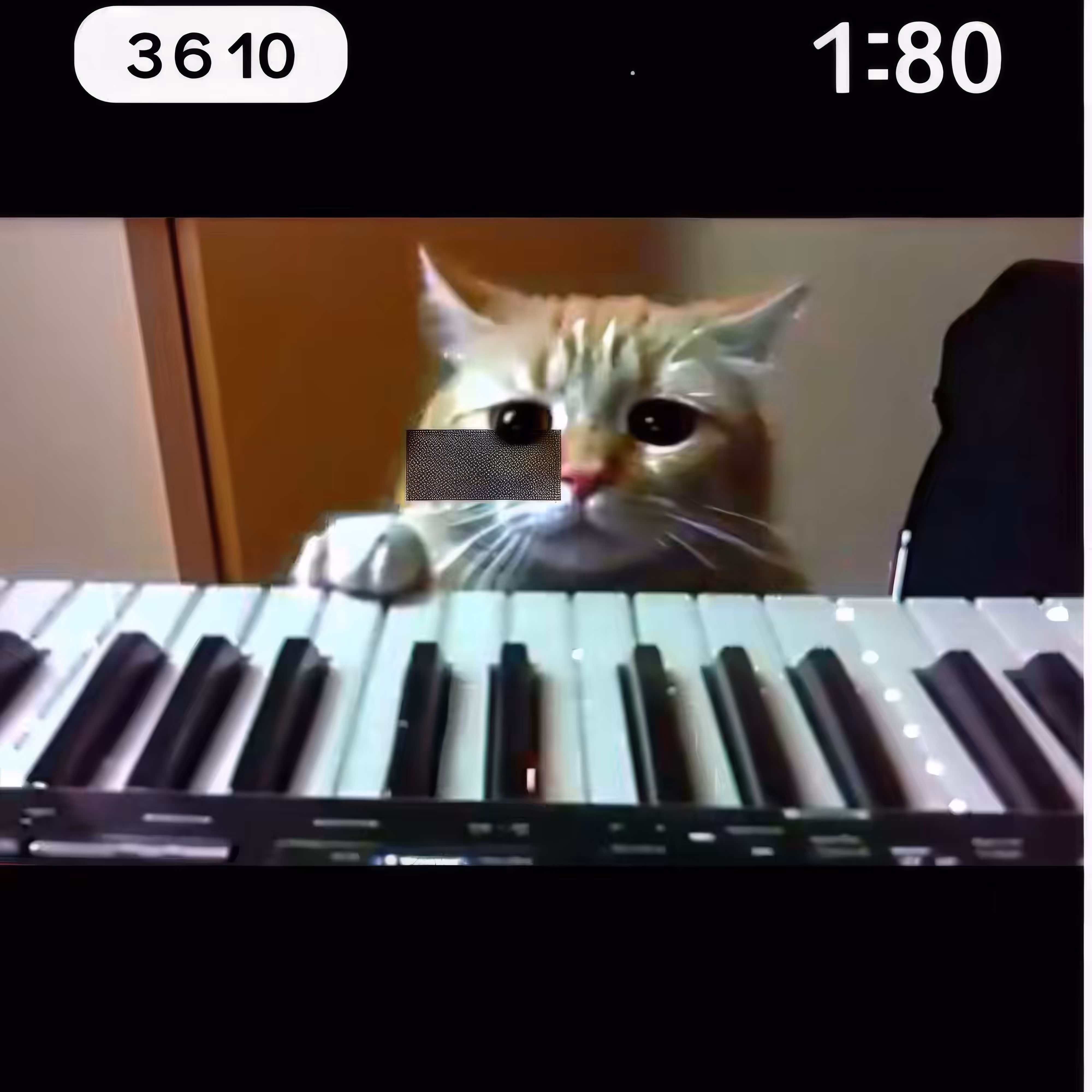 BAD JPEGs: Piano-Cat