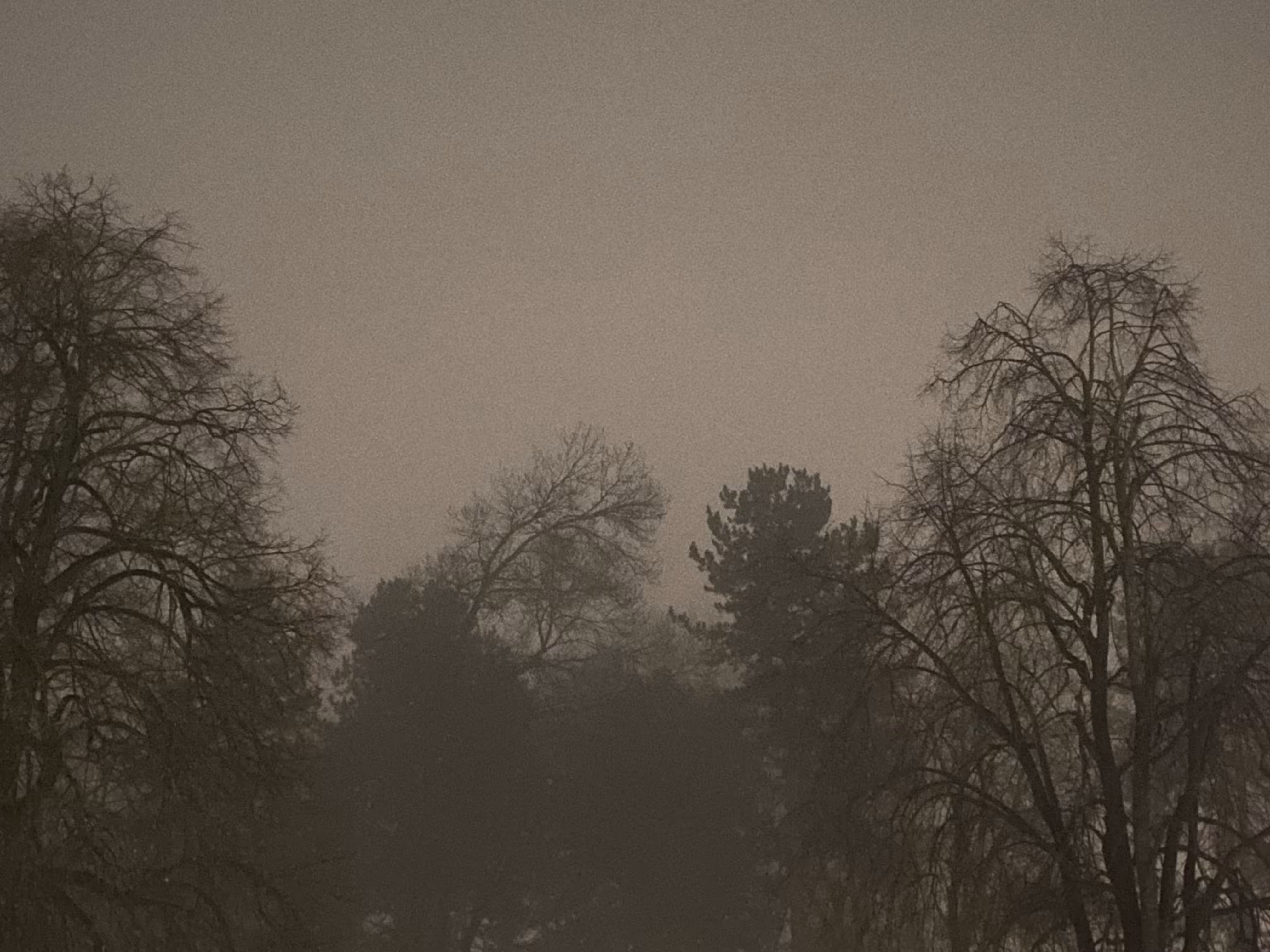 Ghostwood