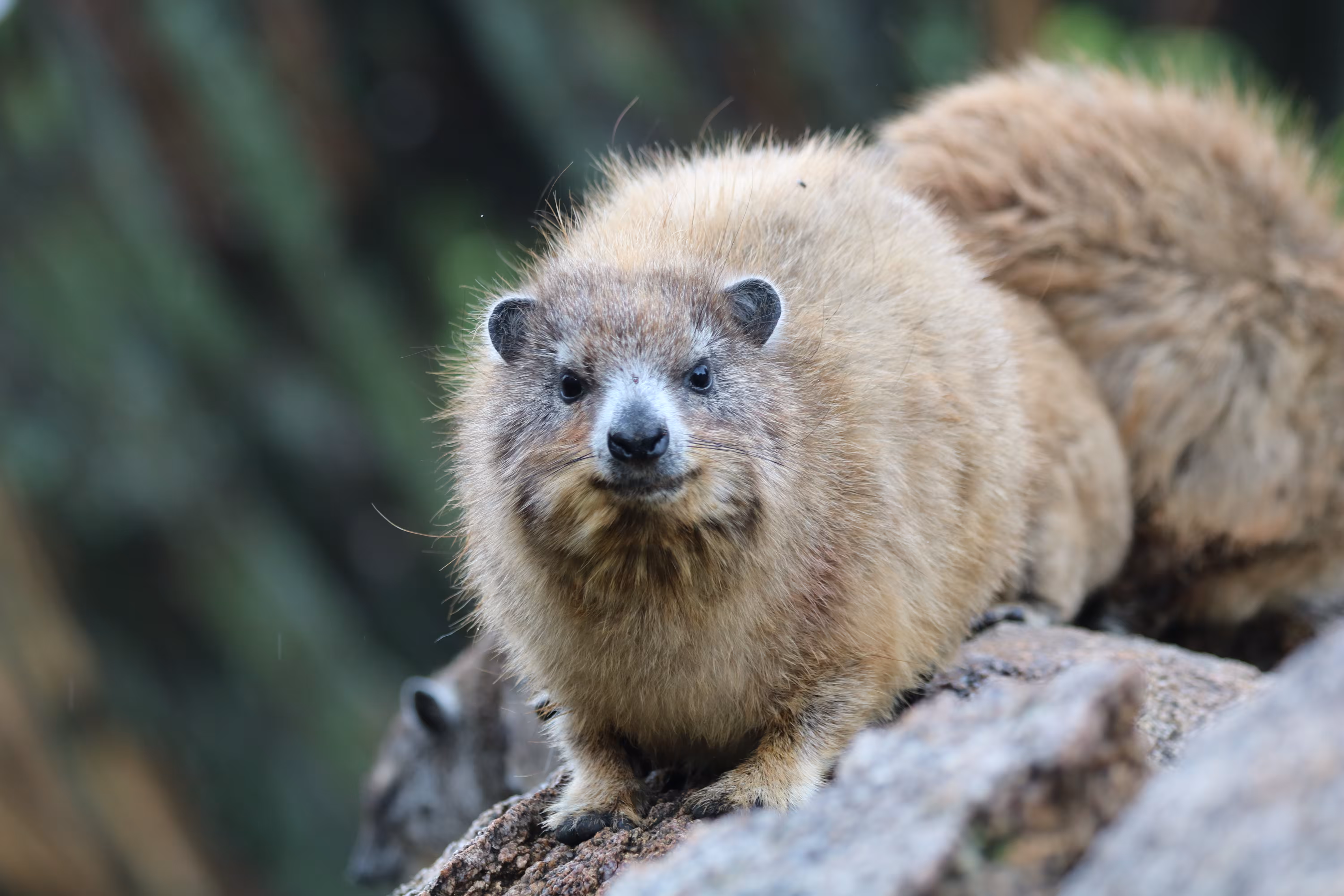 rock hyrax