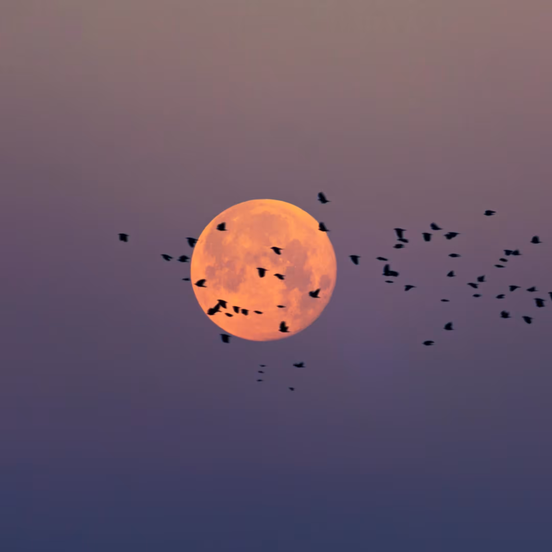 Migration