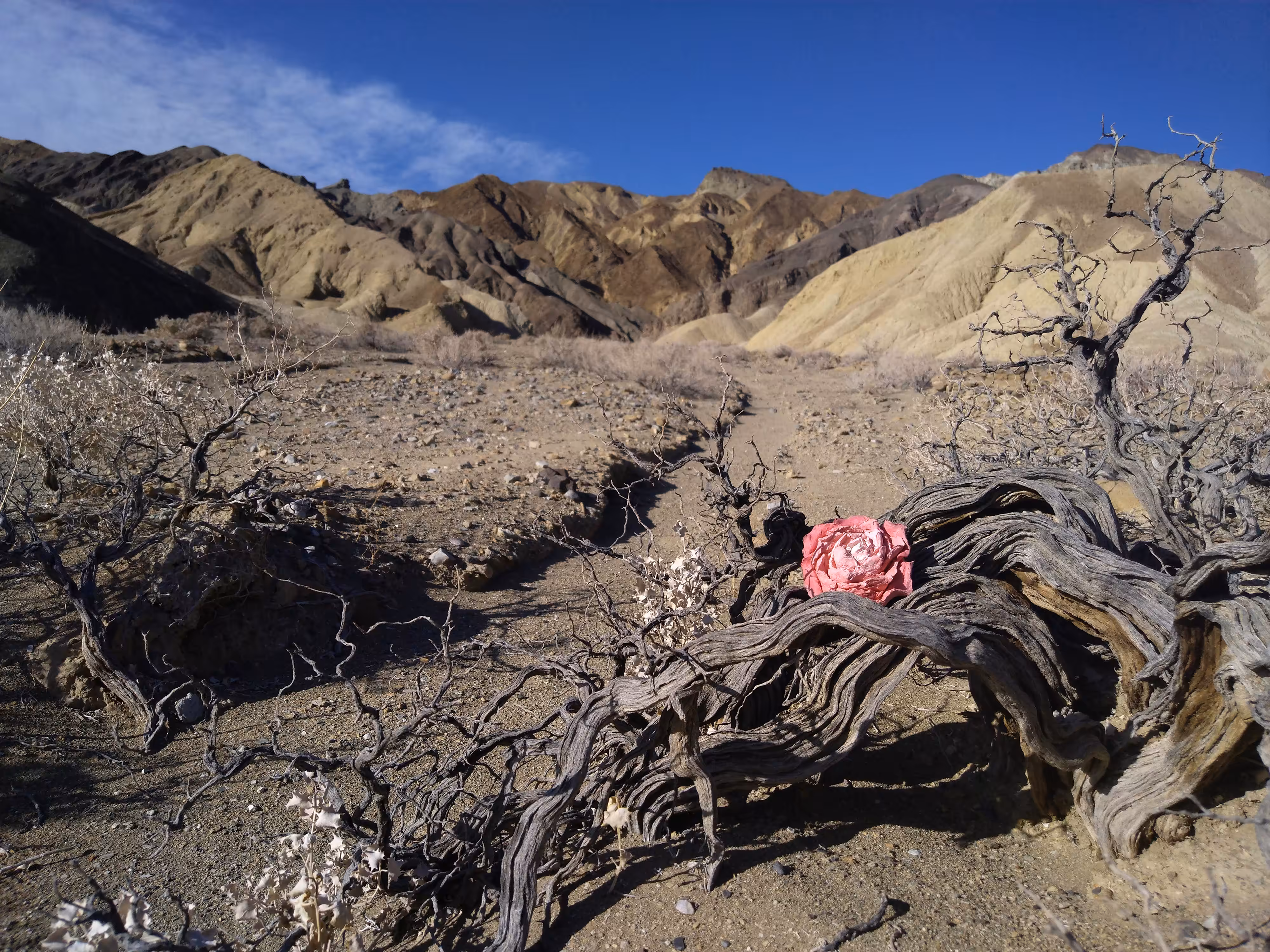 Seize the moment: Desert Rose