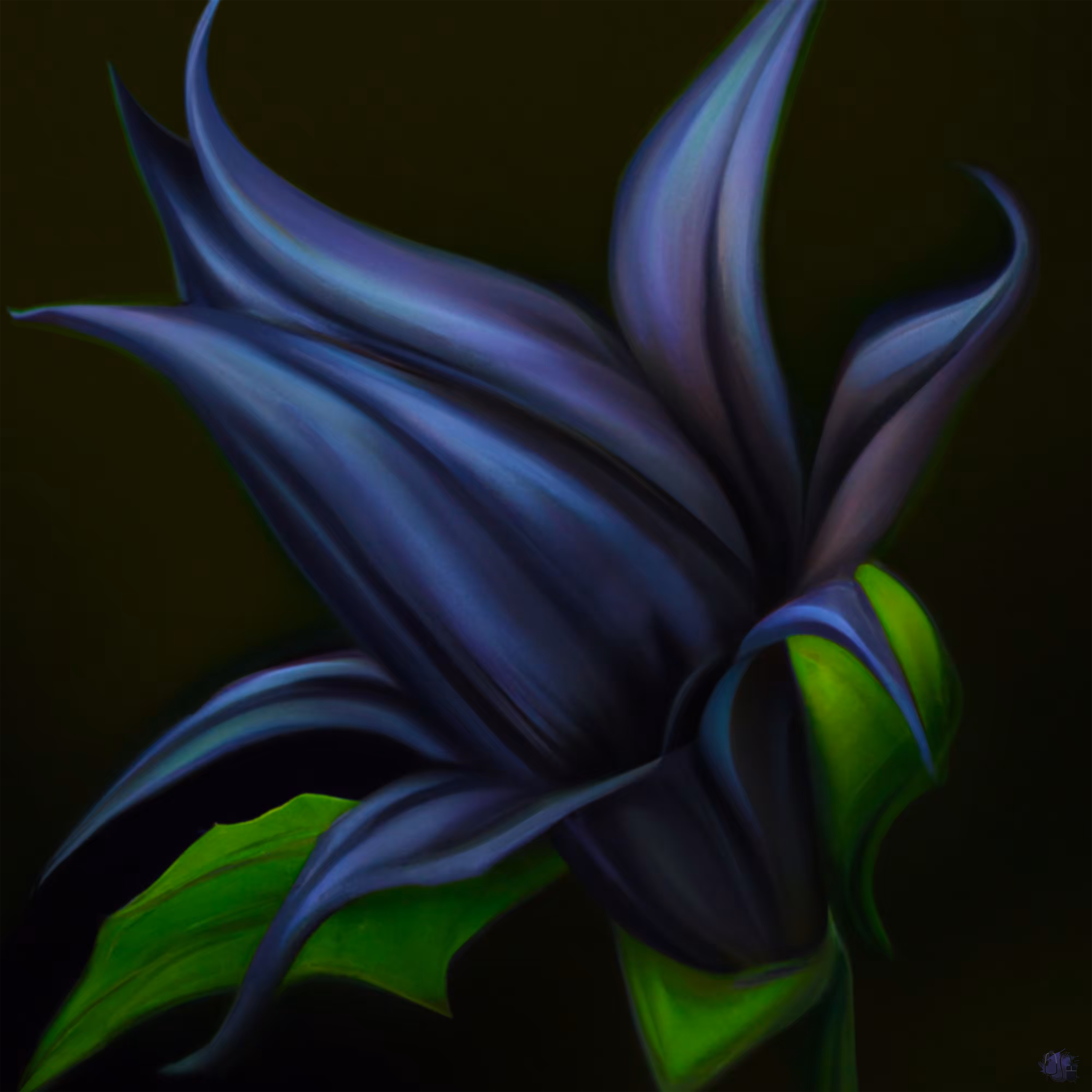 Unopened Black Bat Flower