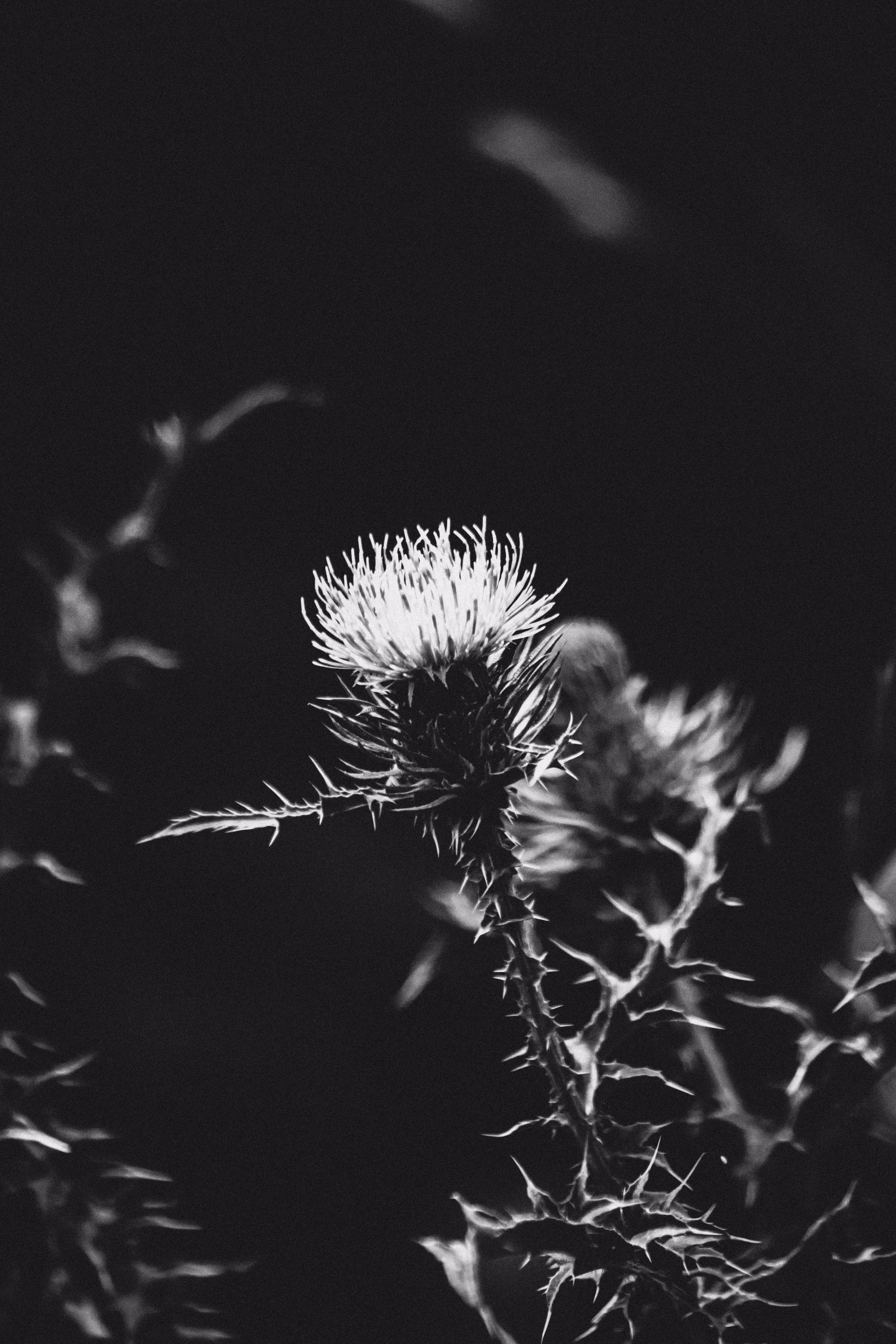 JB: B&W Nature: Monochrome Nature #021