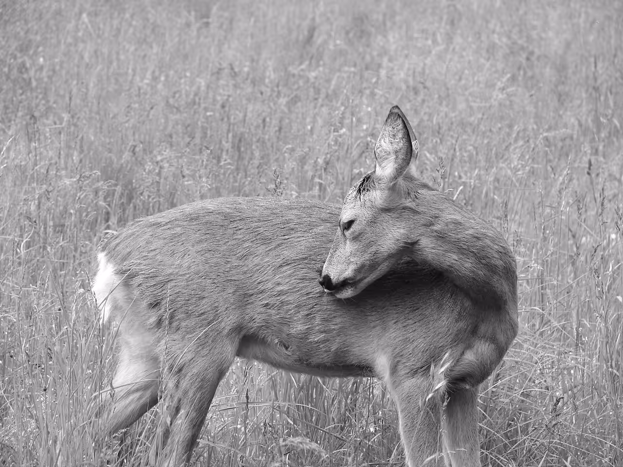 silence in the field