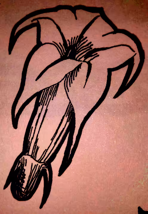 jimson<flower