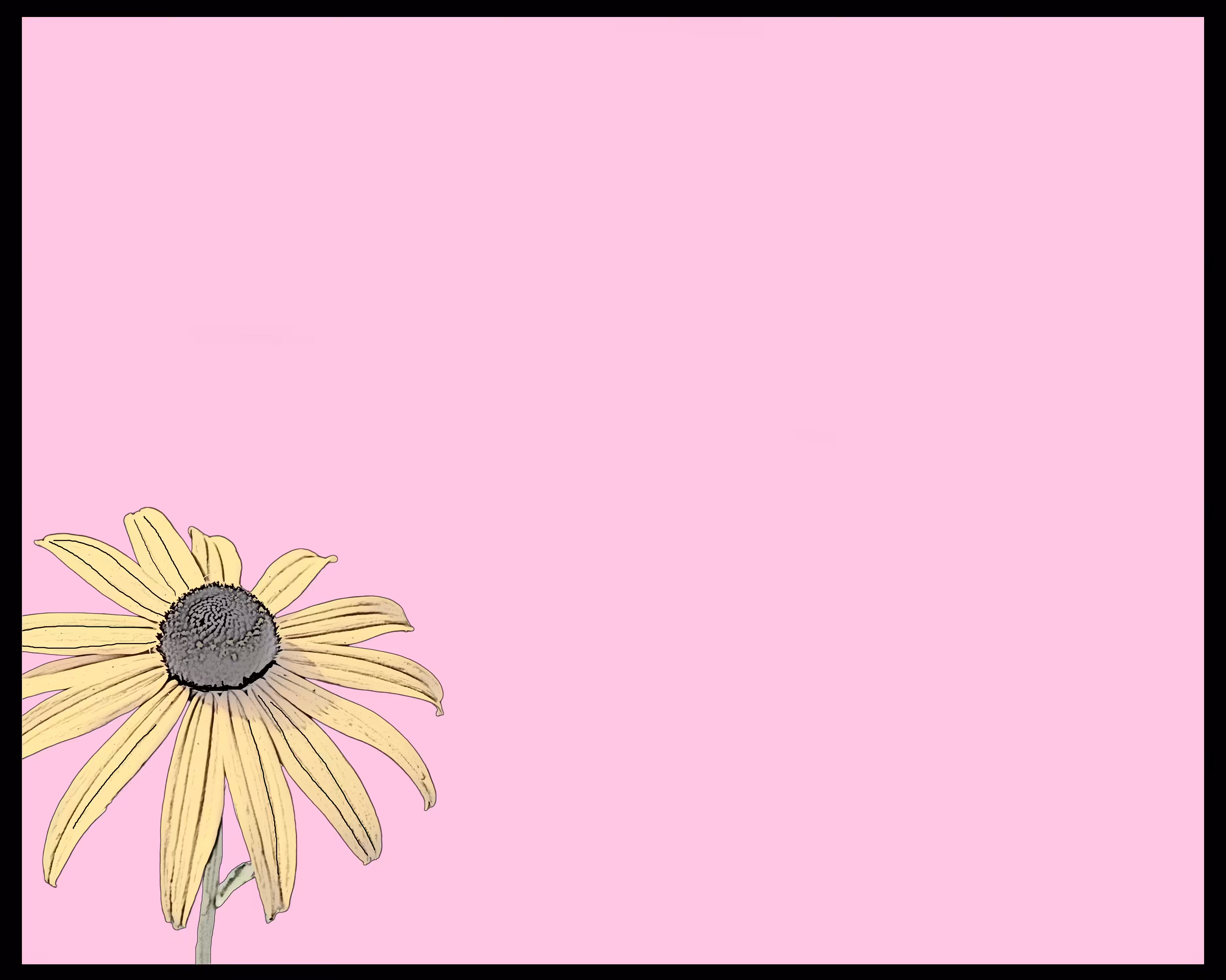 Yellow Daisy